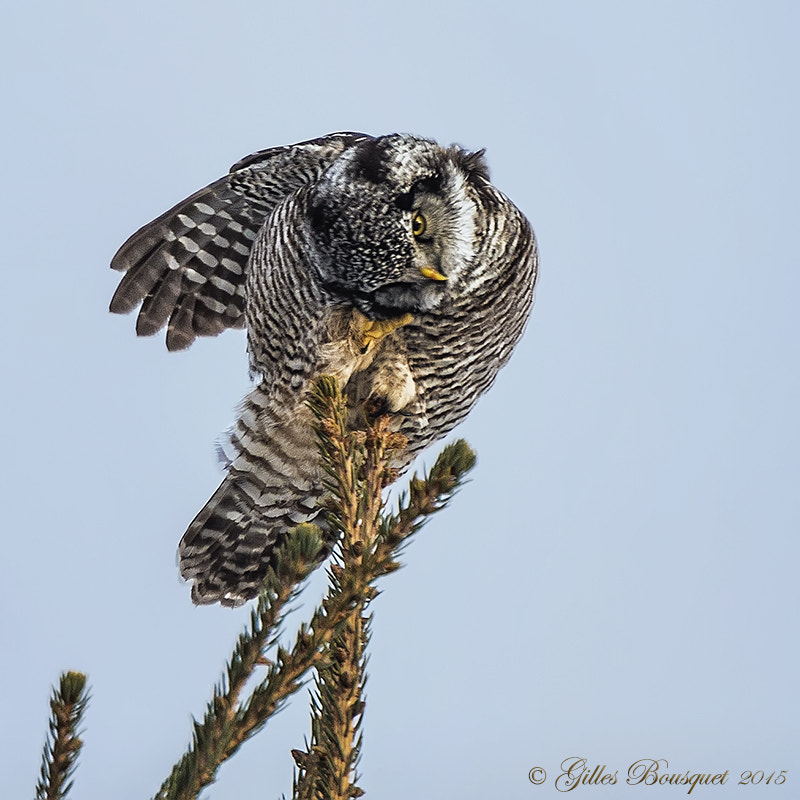 Nikon AF-S Nikkor 400mm F2.8G ED VR II sample photo. Northern hawk owl photography