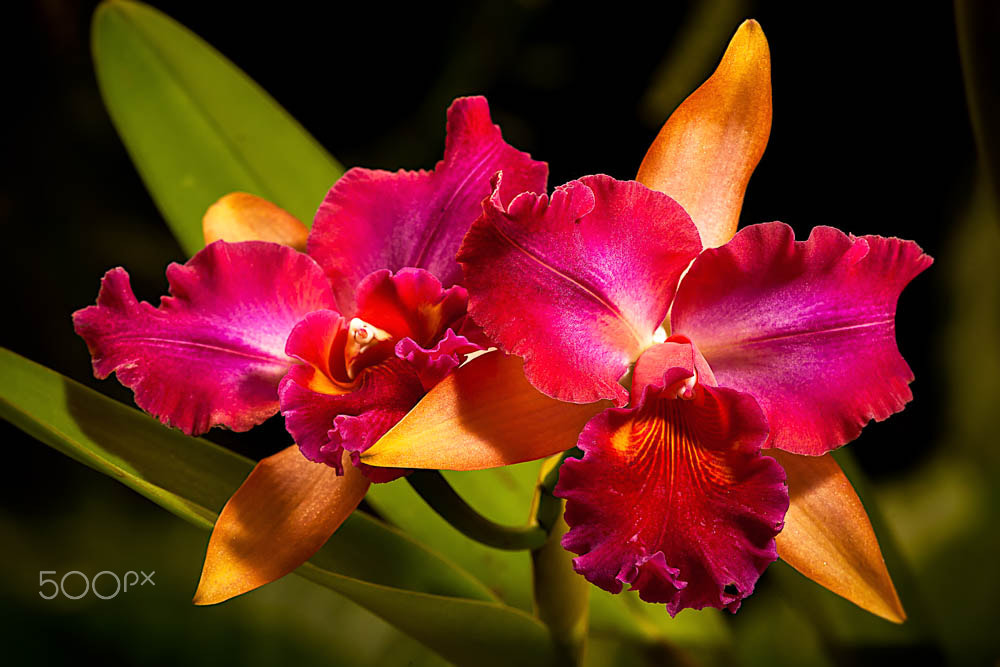 Tamron SP AF 180mm F3.5 Di LD (IF) Macro sample photo. Orquidea photography