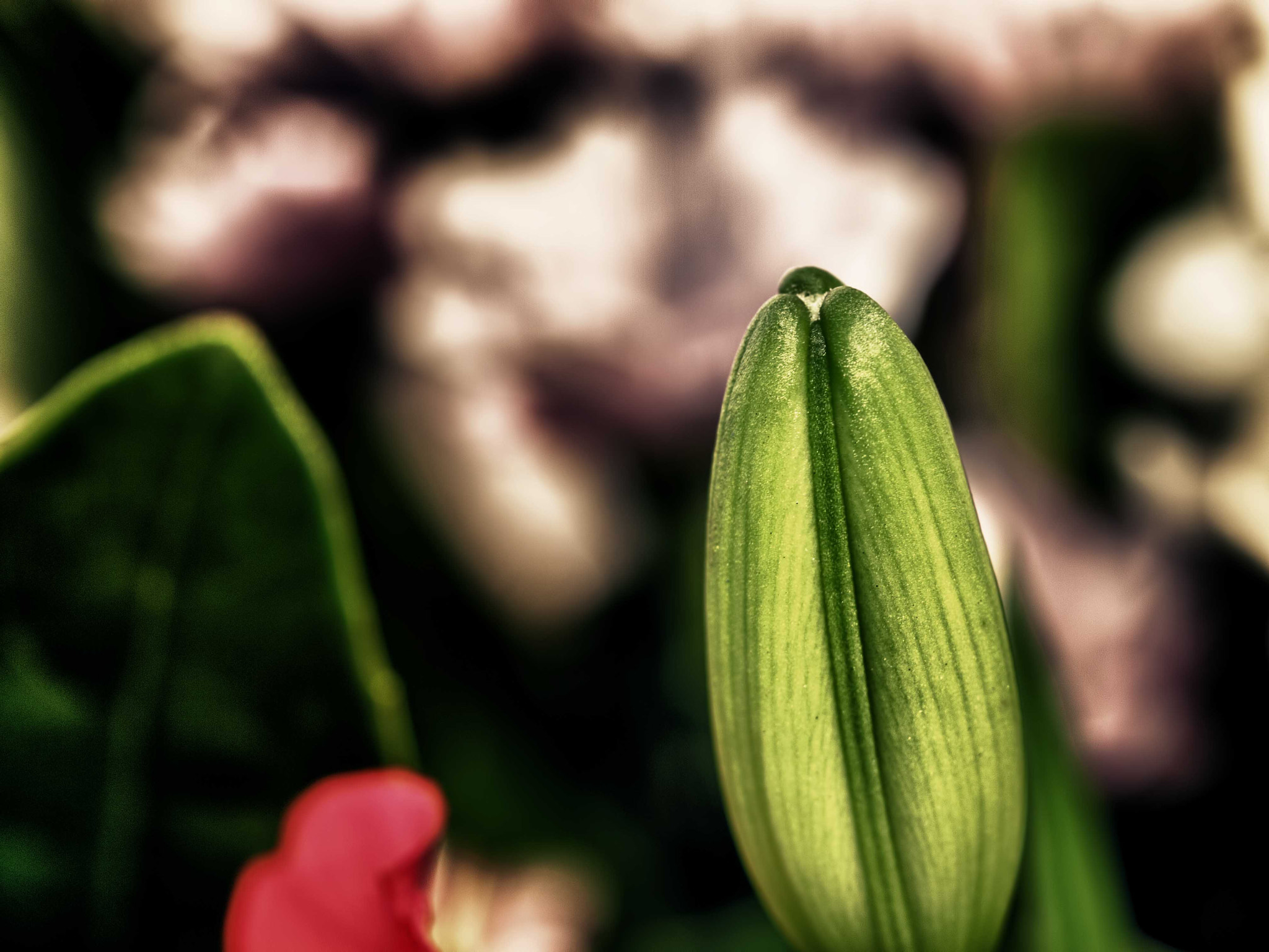 Olympus E-30 sample photo. Green flower thing photography