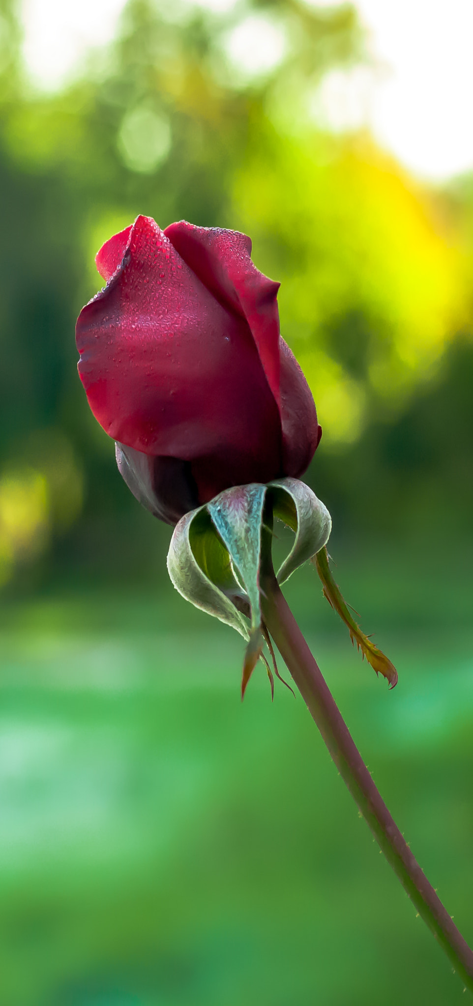 Nikon D2X + AF Nikkor 50mm f/1.4 sample photo. Last rose photography