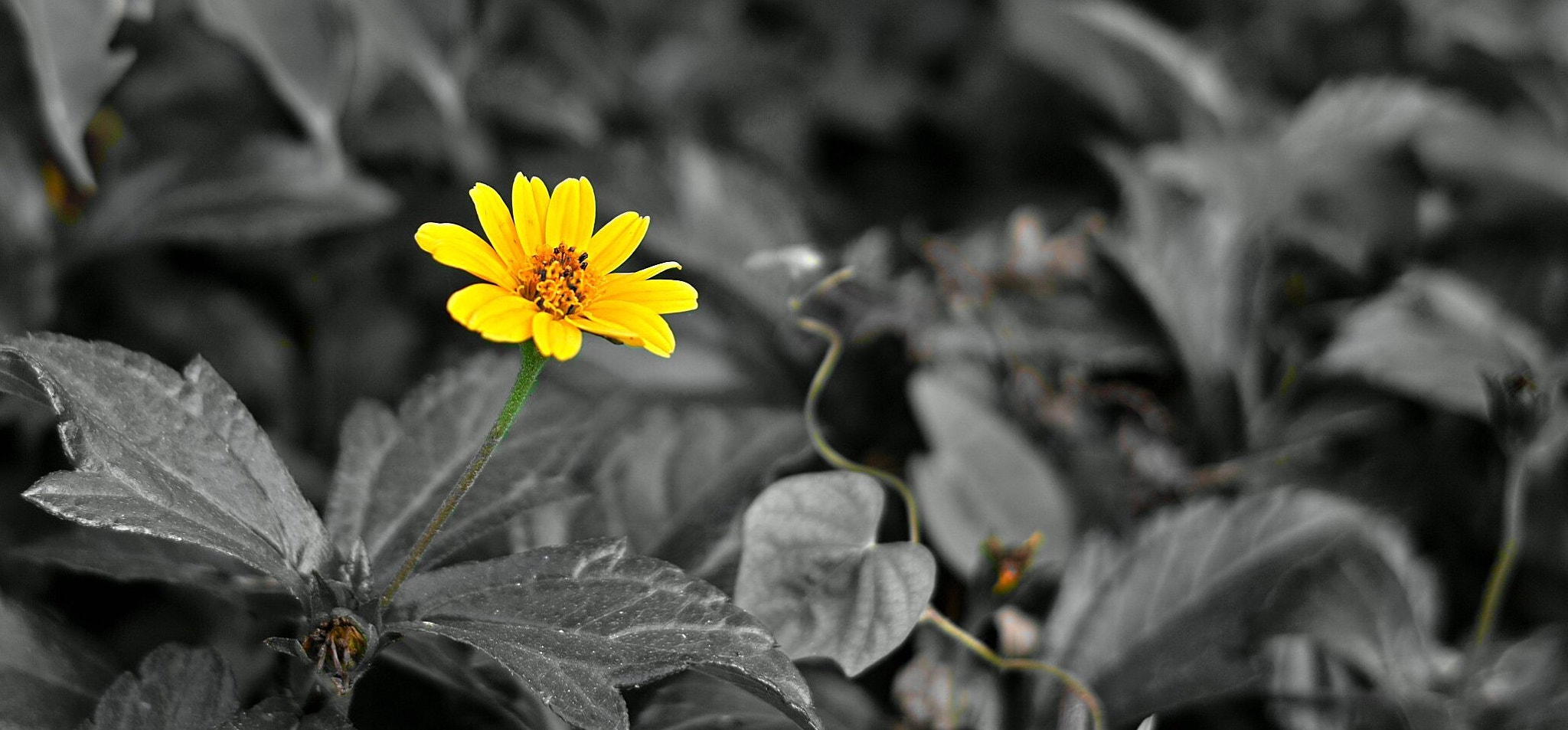 Sigma DP2s sample photo. Yellow flower photography