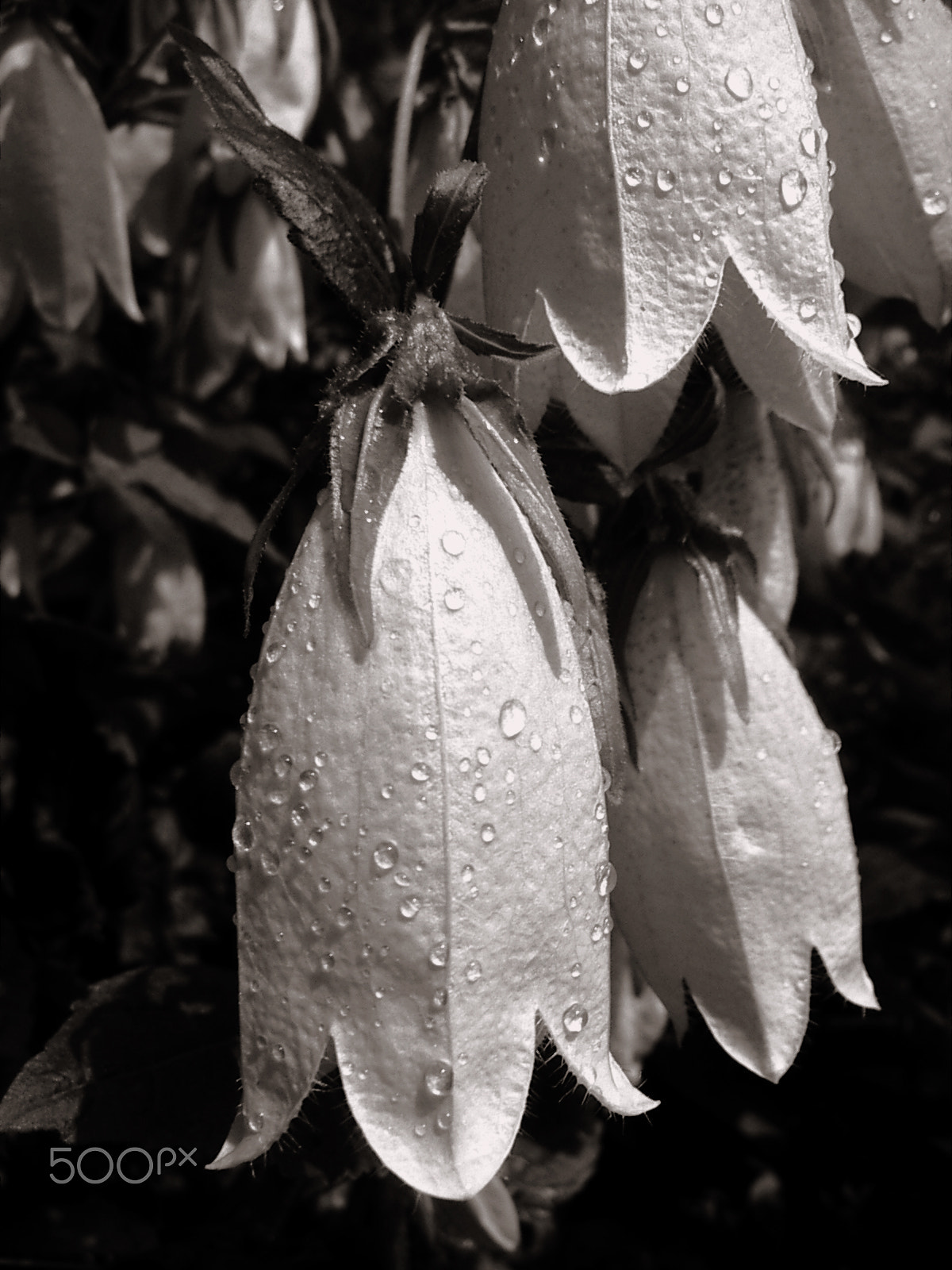 KONICA MINOLTA DiMAGE X21 sample photo. Flowers bowed his head wet in the rain photography