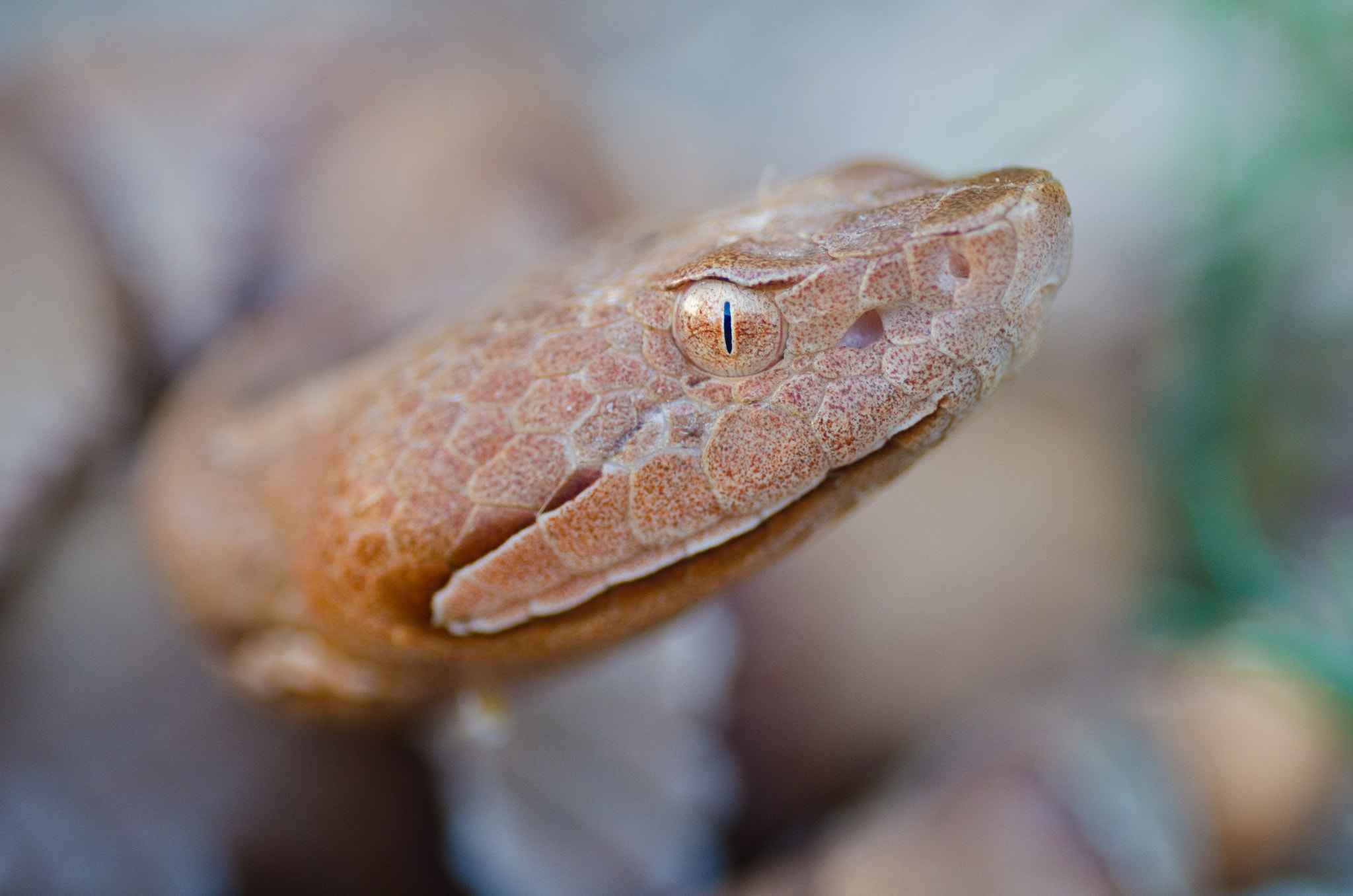 Nikon D7000 + AF Zoom-Micro Nikkor 70-180mm f/4.5-5.6D ED sample photo. Transpecos copperhead, west texas. photography