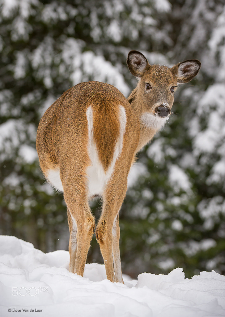 Nikon AF-S Nikkor 200-400mm F4G ED-IF VR sample photo. White-tailed deer photography