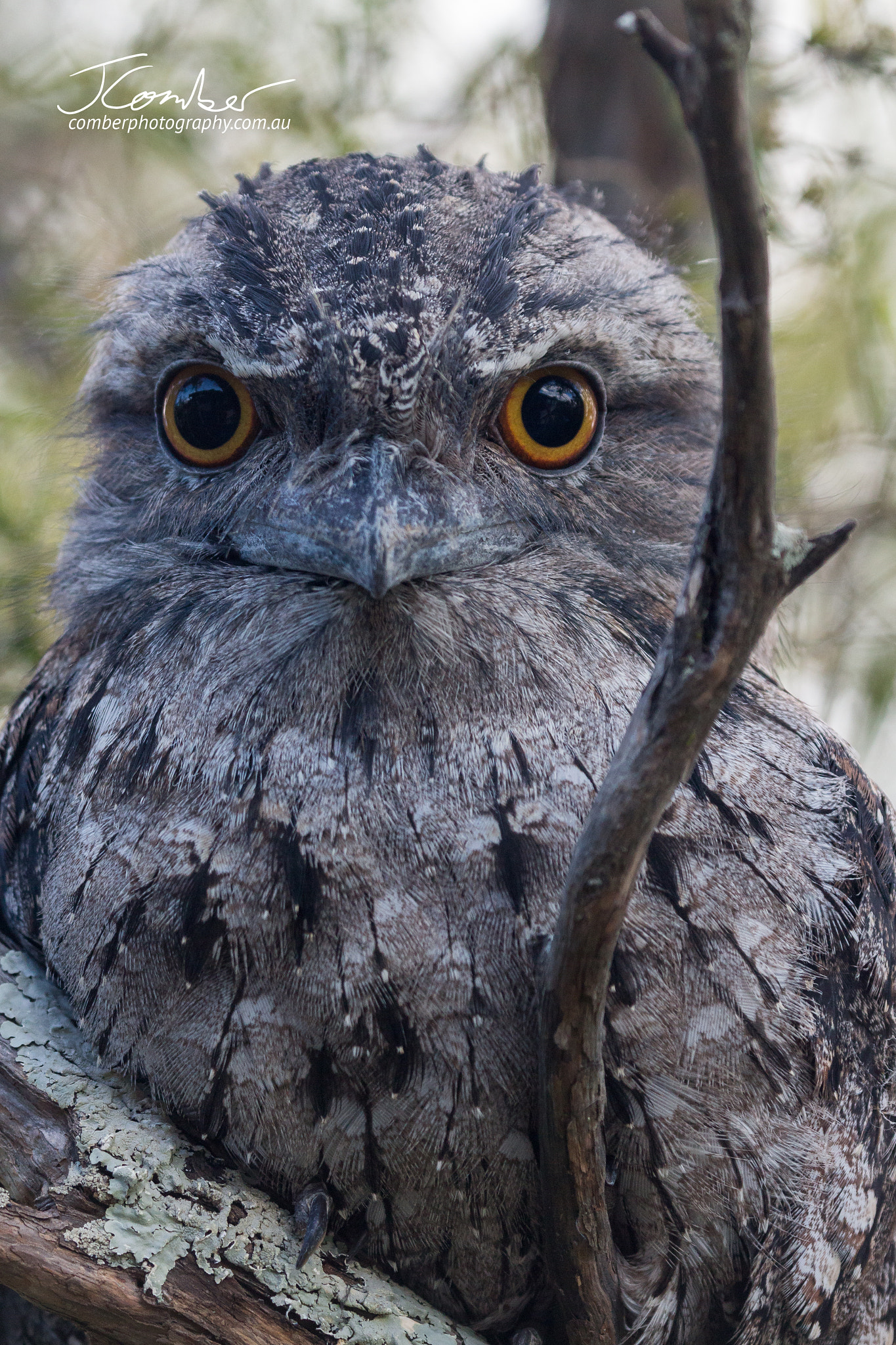 Canon EF 100-400mm F4.5-5.6L IS USM sample photo. Tawny frogmouth photography