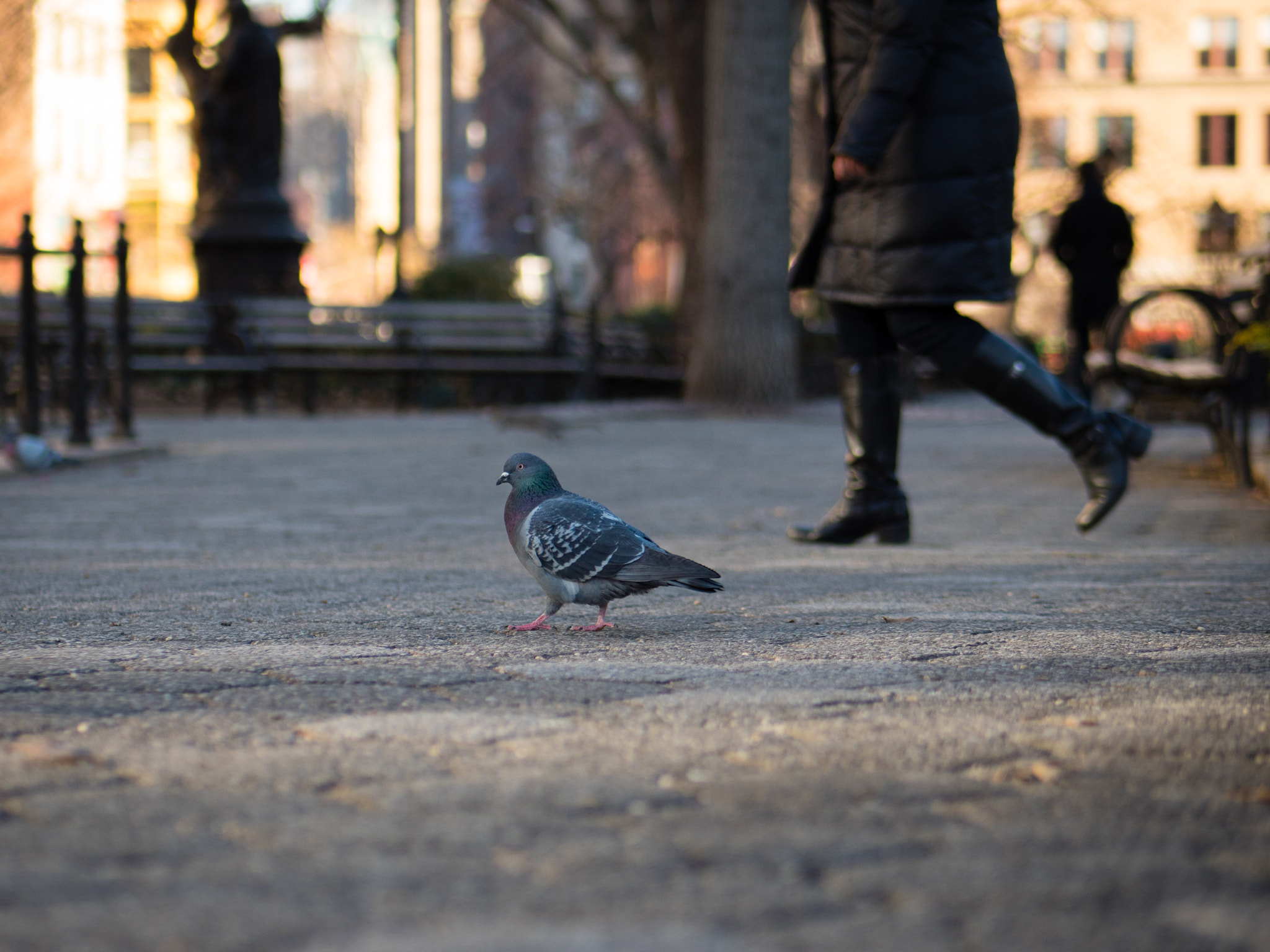 Panasonic Lumix G 42.5mm F1.7 ASPH Power OIS sample photo. Crossing the park photography