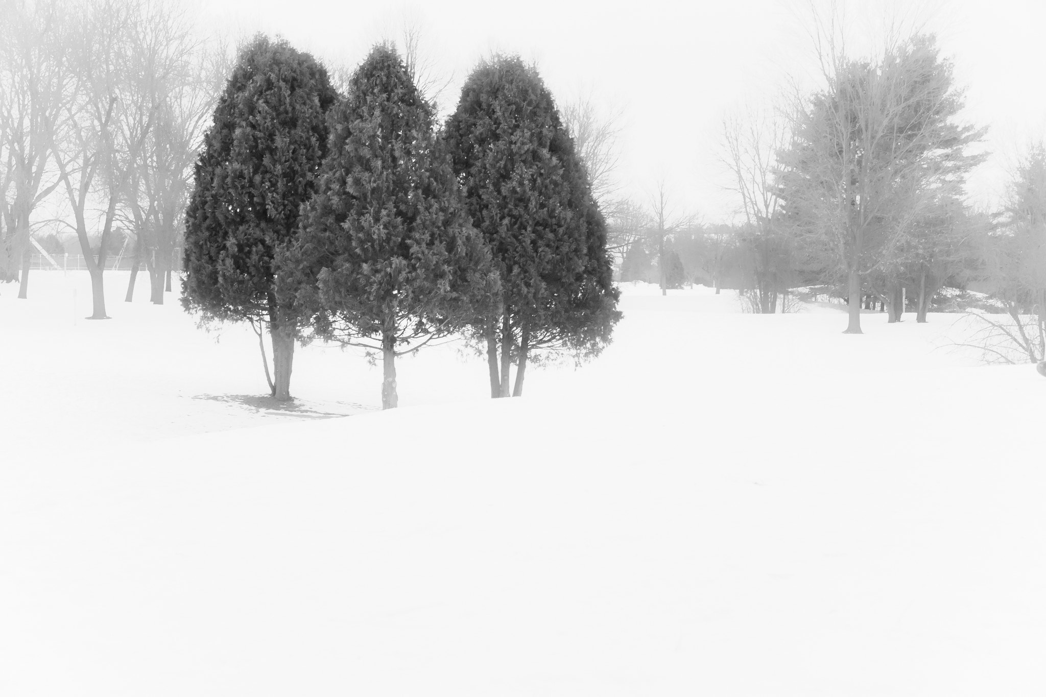 Canon EOS 500D (EOS Rebel T1i / EOS Kiss X3) sample photo. 6 of 365: the three trees #365photochallenge photography