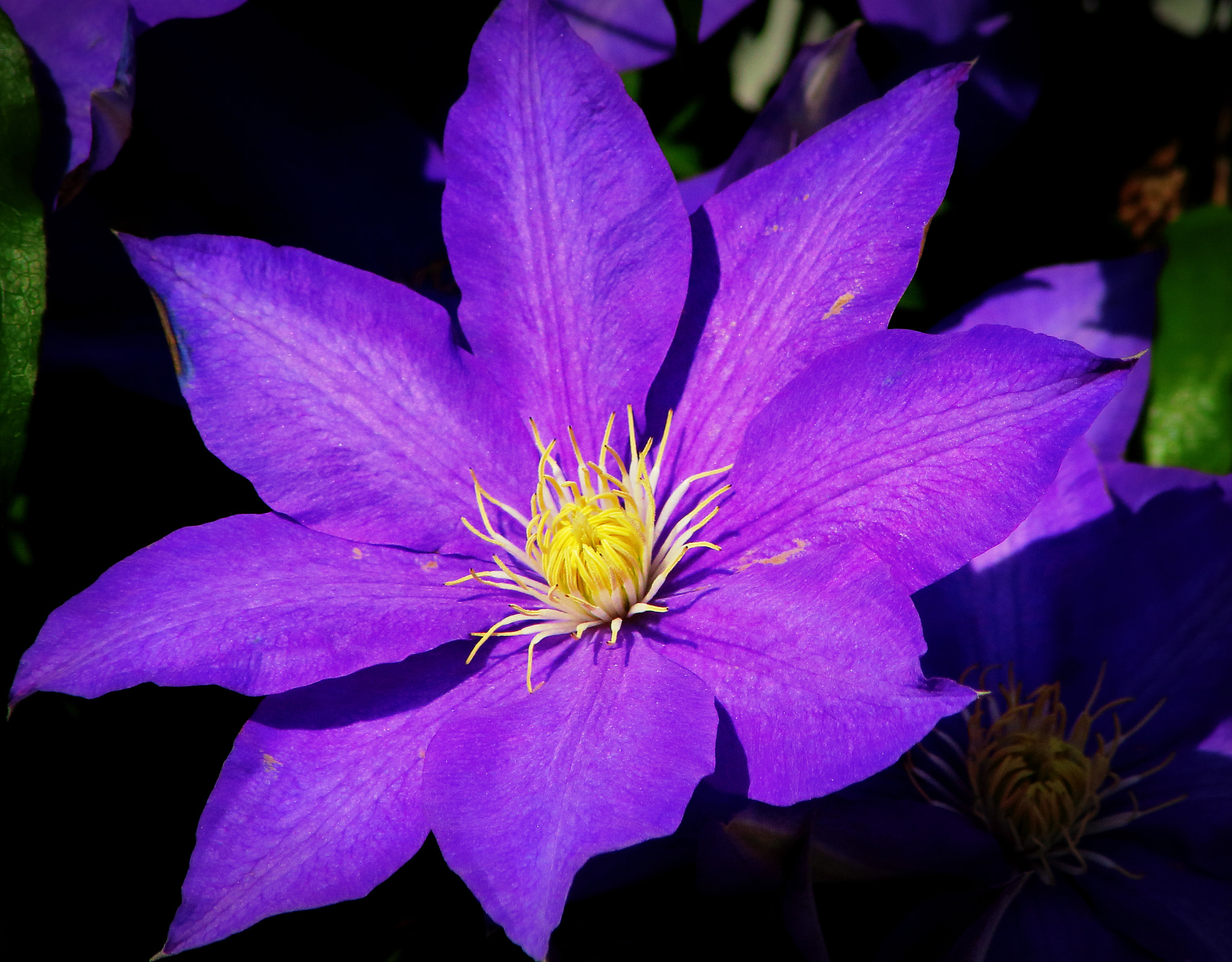 Canon EOS 100D (EOS Rebel SL1 / EOS Kiss X7) sample photo. A flower clamitis photography