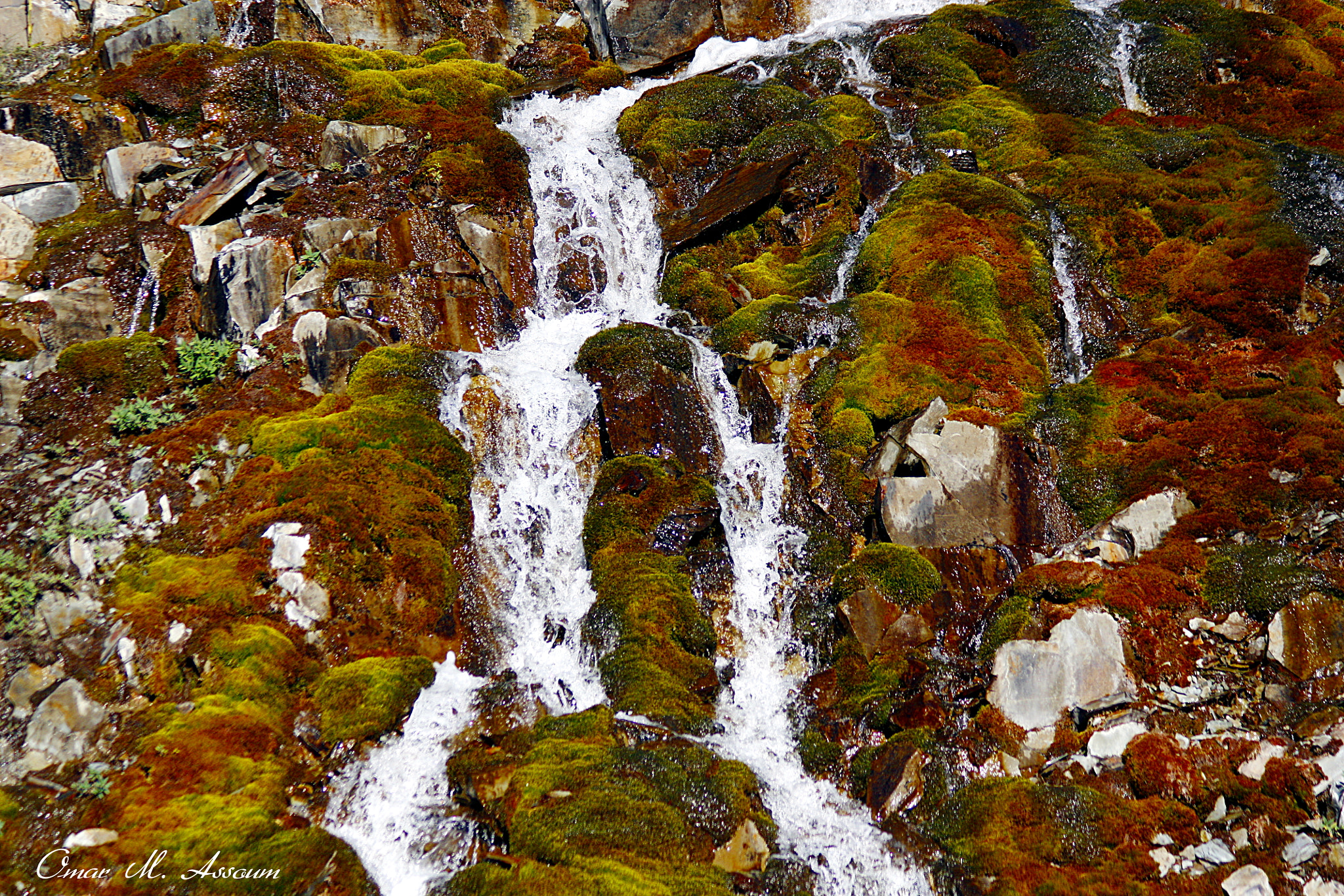 Canon EF 75-300mm F4.0-5.6 IS USM sample photo. Moss carpet photography