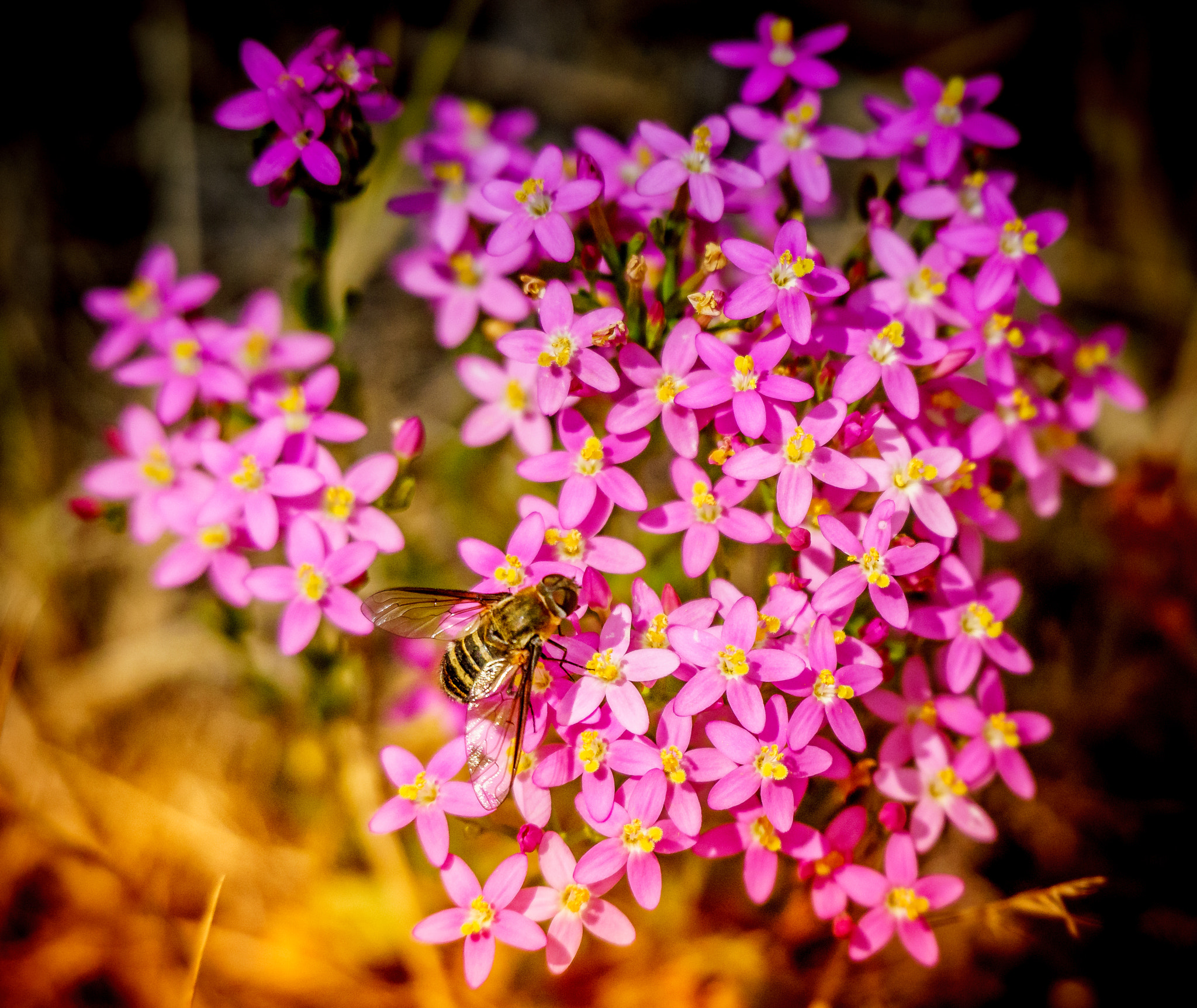 Sony a7 + Sigma 150-500mm F5-6.3 DG OS HSM sample photo. ...just landed on wildflowers photography