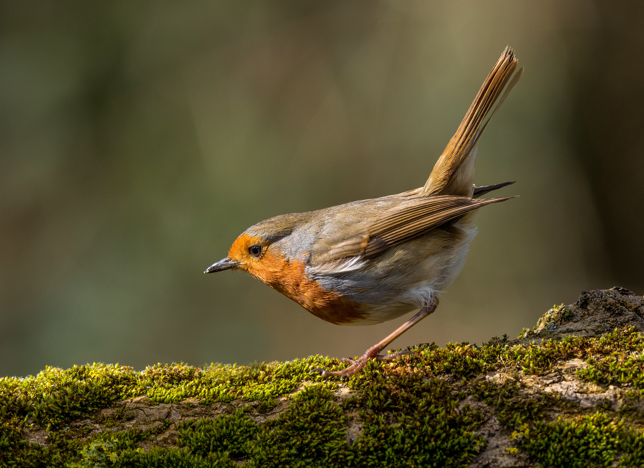 Olympus OM-D E-M1 + OLYMPUS 300mm Lens sample photo. Robin photography