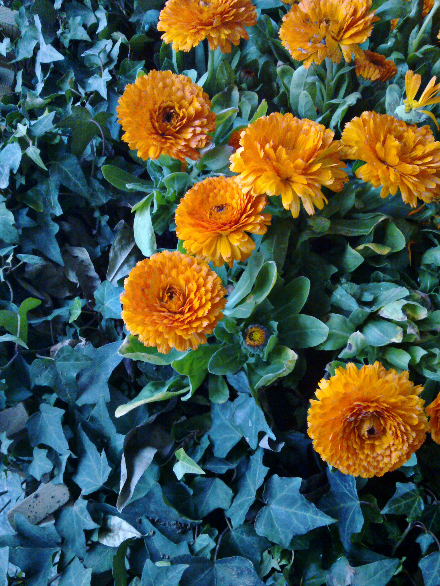 Nokia 6700s sample photo. Flower photography