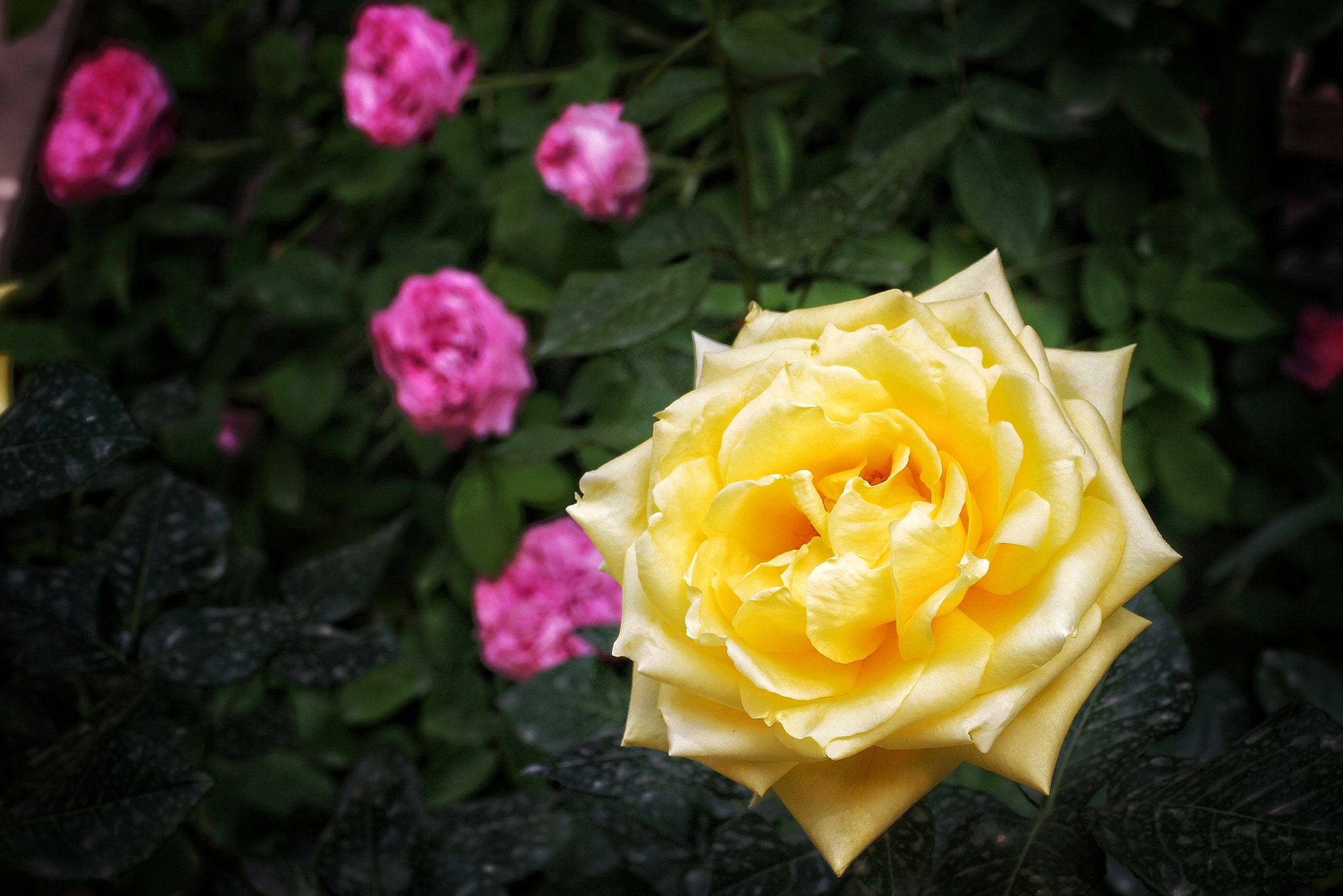 Canon EF-M 18-55mm F3.5-5.6 IS STM sample photo. Footprint photography