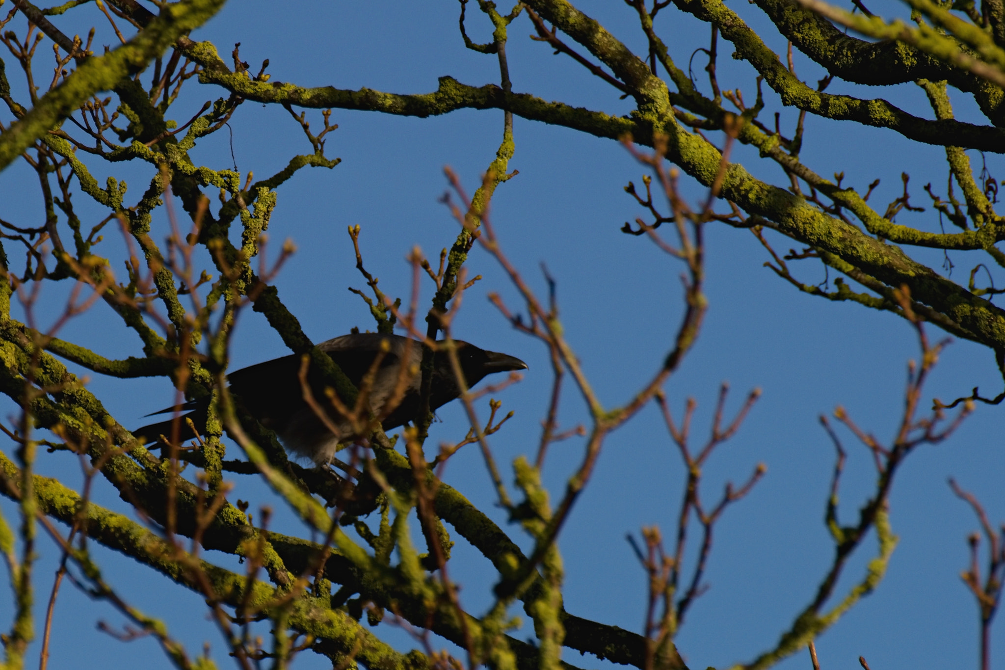 70.00 - 300.00 mm f/4.0 - 5.6 sample photo. Hidden crow photography