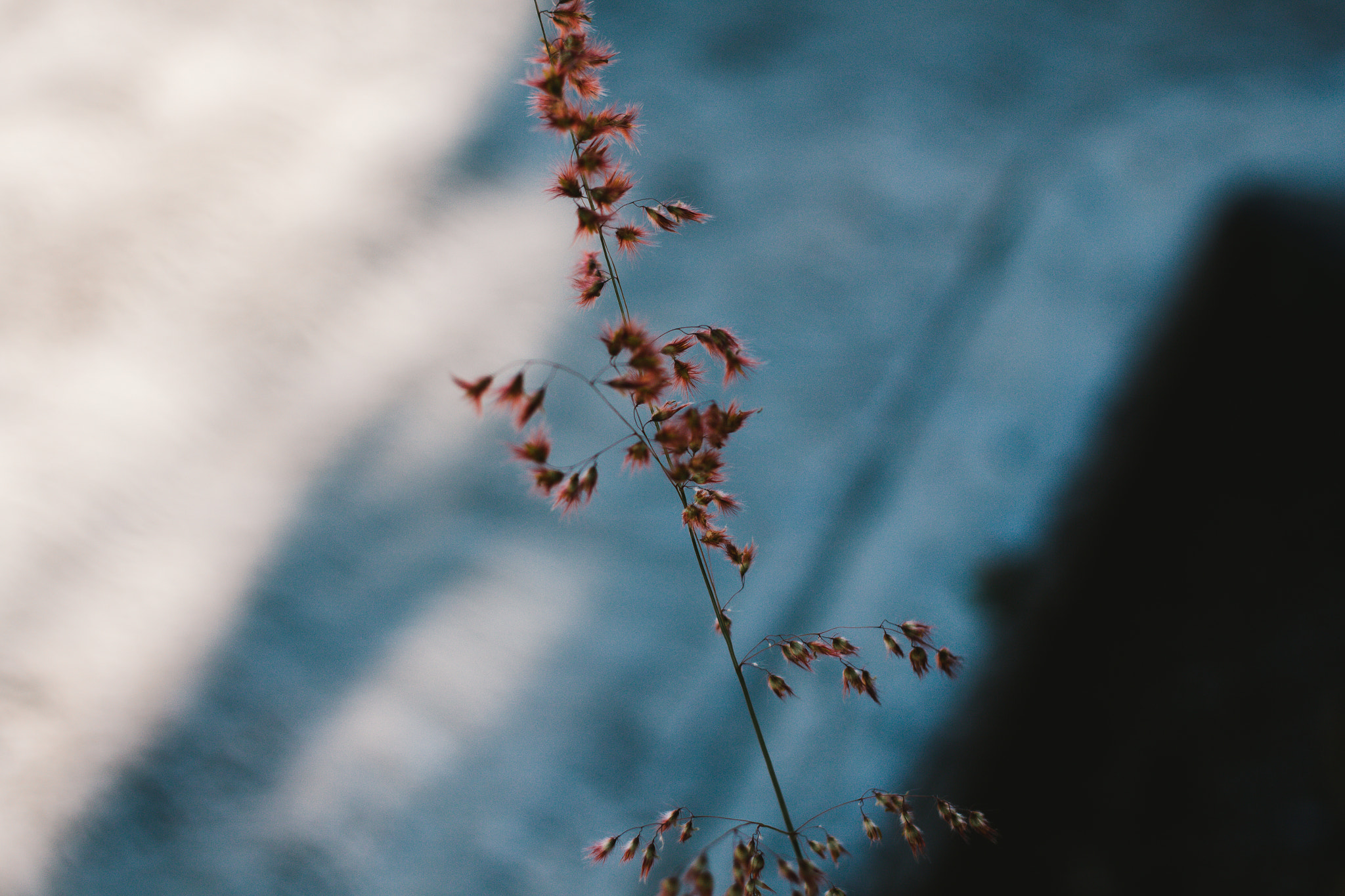 Canon EF 40mm F2.8 STM sample photo. Salvaje photography