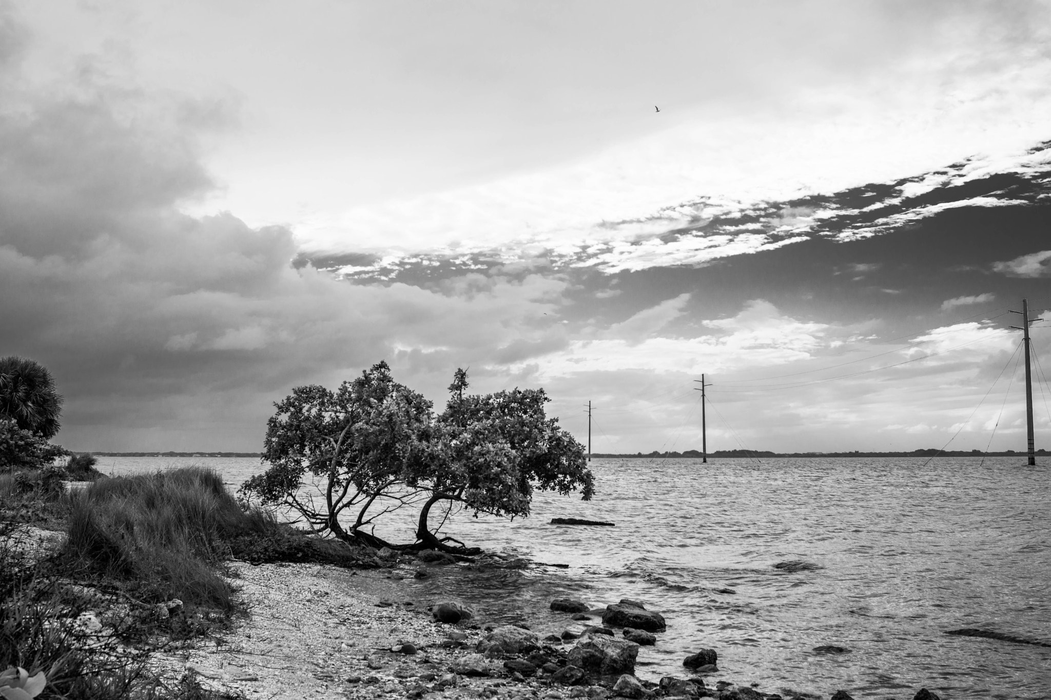 Nikon D7100 + AF Nikkor 28mm f/2.8 sample photo. Tree on the river photography