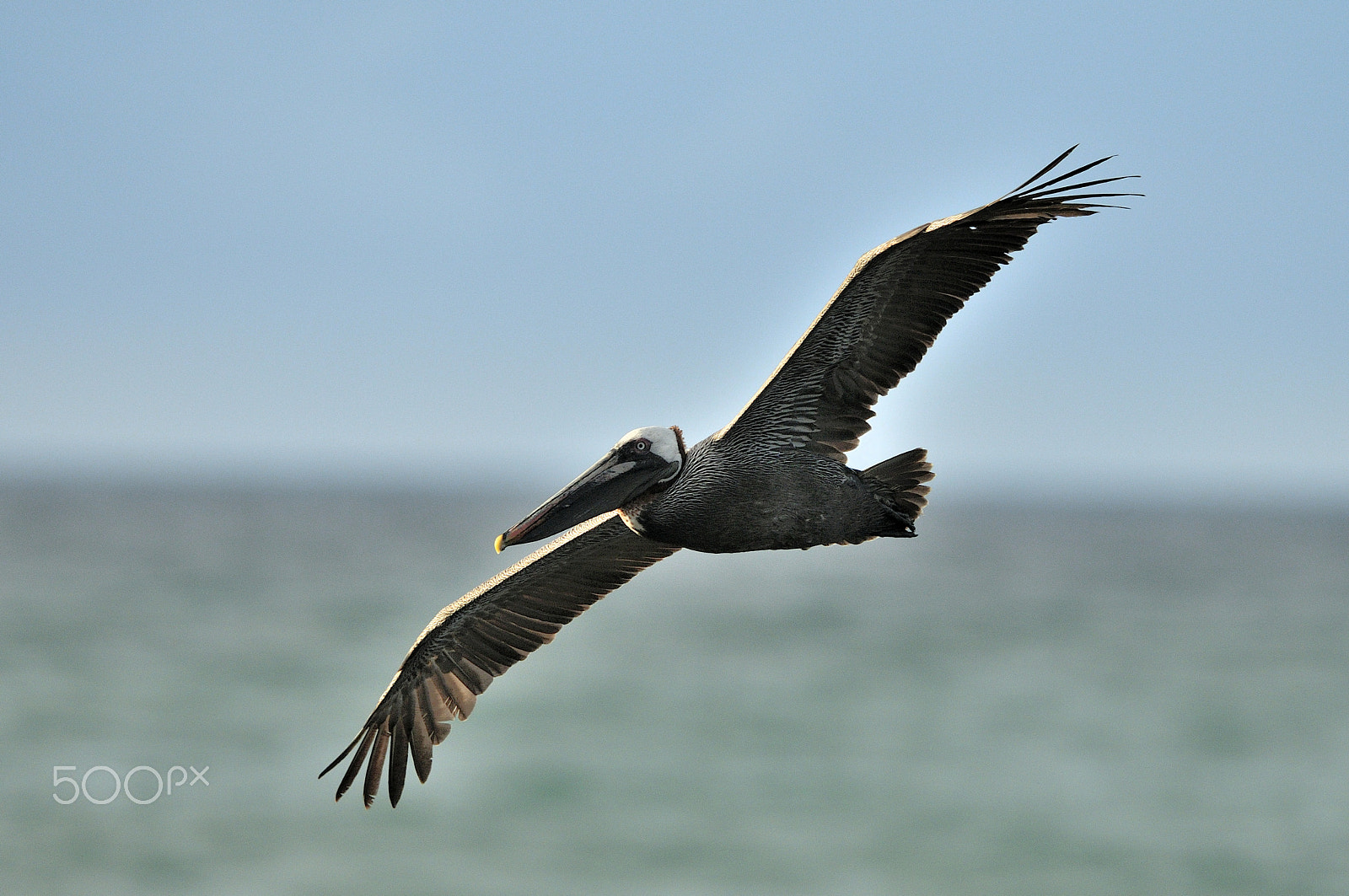 Nikon D300 + Nikon AF-S Nikkor 500mm F4G ED VR sample photo. Brown pelican in flight photography