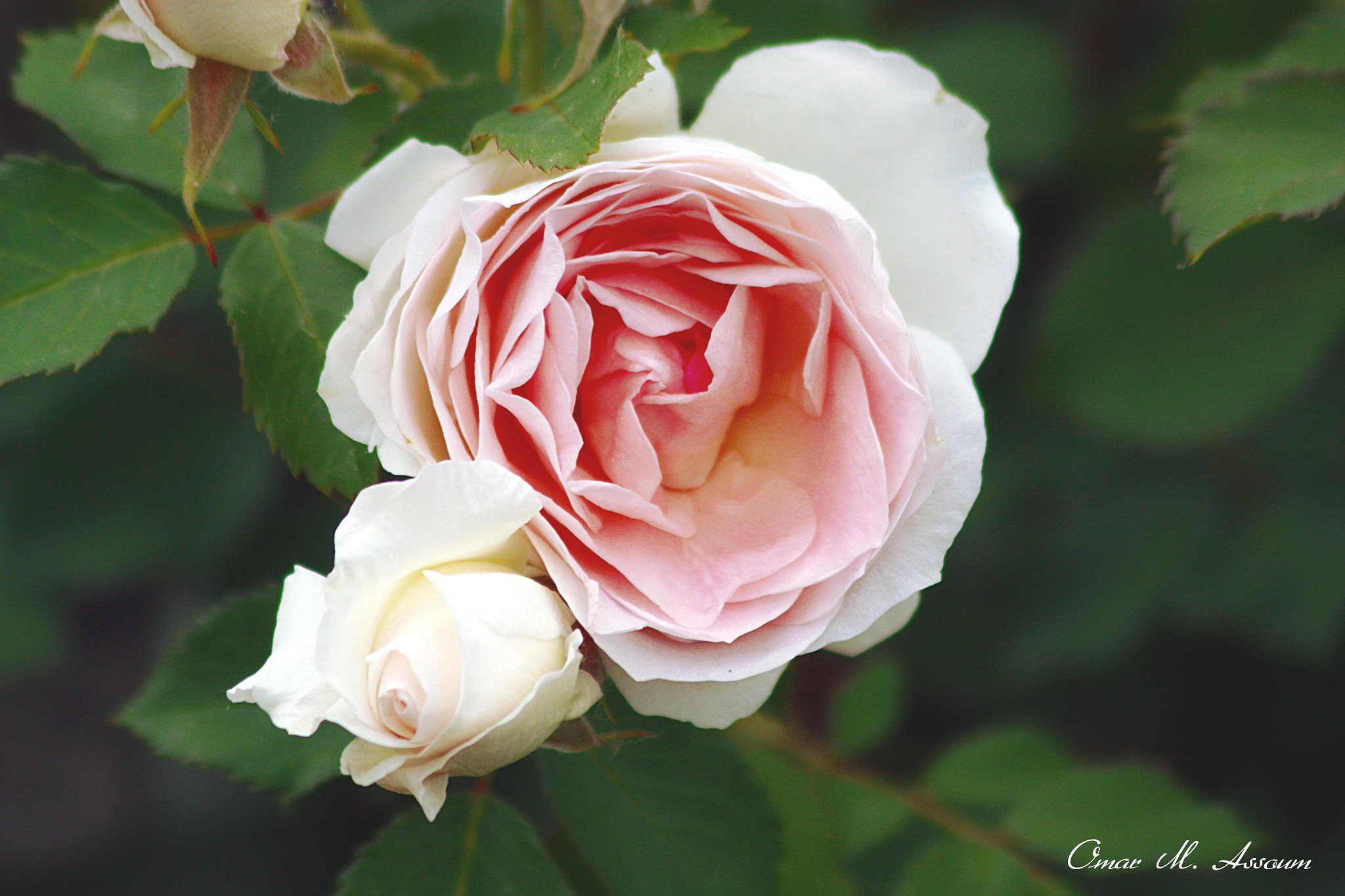 Canon EF 75-300mm F4.0-5.6 IS USM sample photo. Romantic roses photography