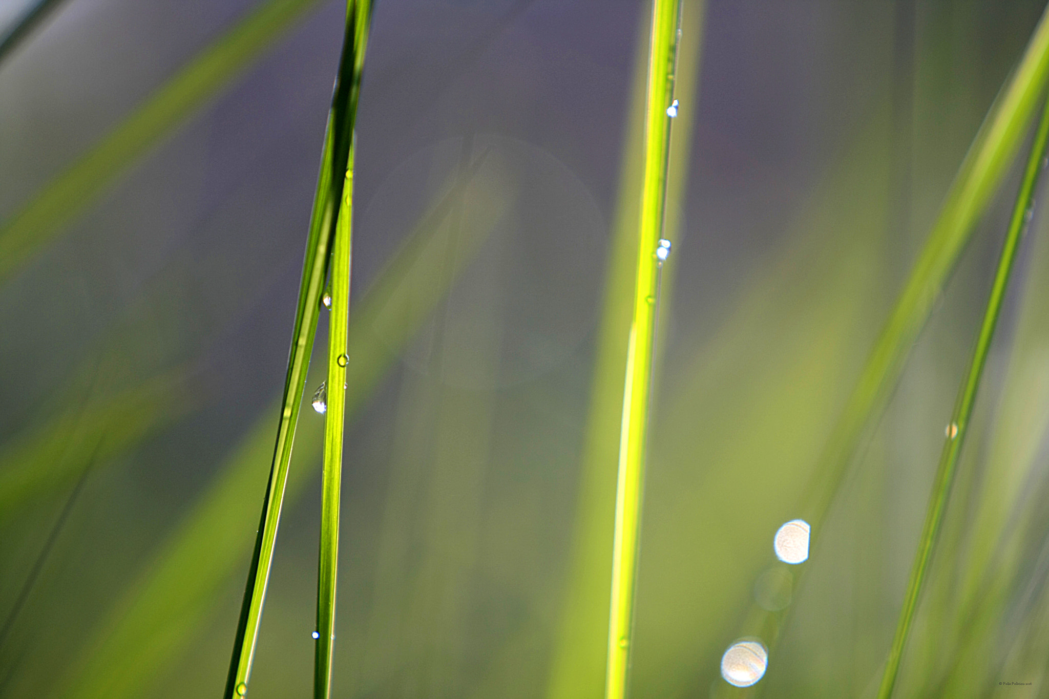 Canon EF 70-200mm F2.8L IS USM sample photo. Green photography