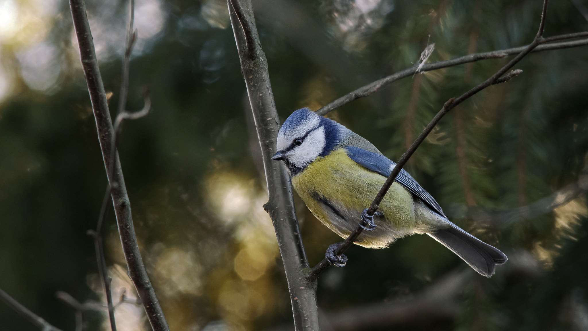 Sigma 150-500mm F5-6.3 DG OS HSM sample photo. 026-3.jpg photography