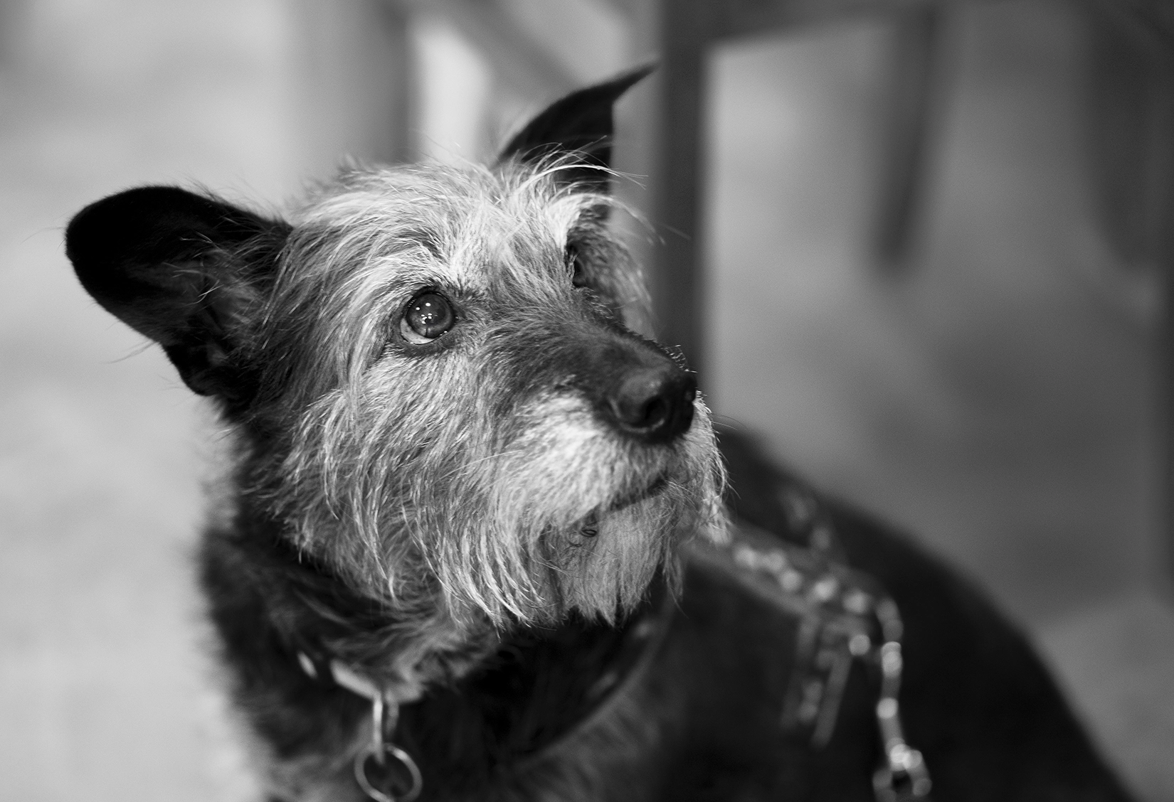 Panasonic Leica DG Nocticron 42.5mm F1.2 ASPH OIS sample photo. Layla photography