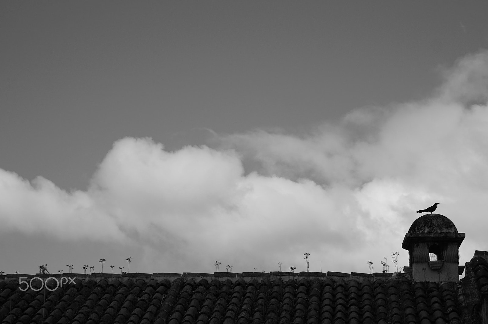 Sony Alpha QX1 sample photo. Bird photography