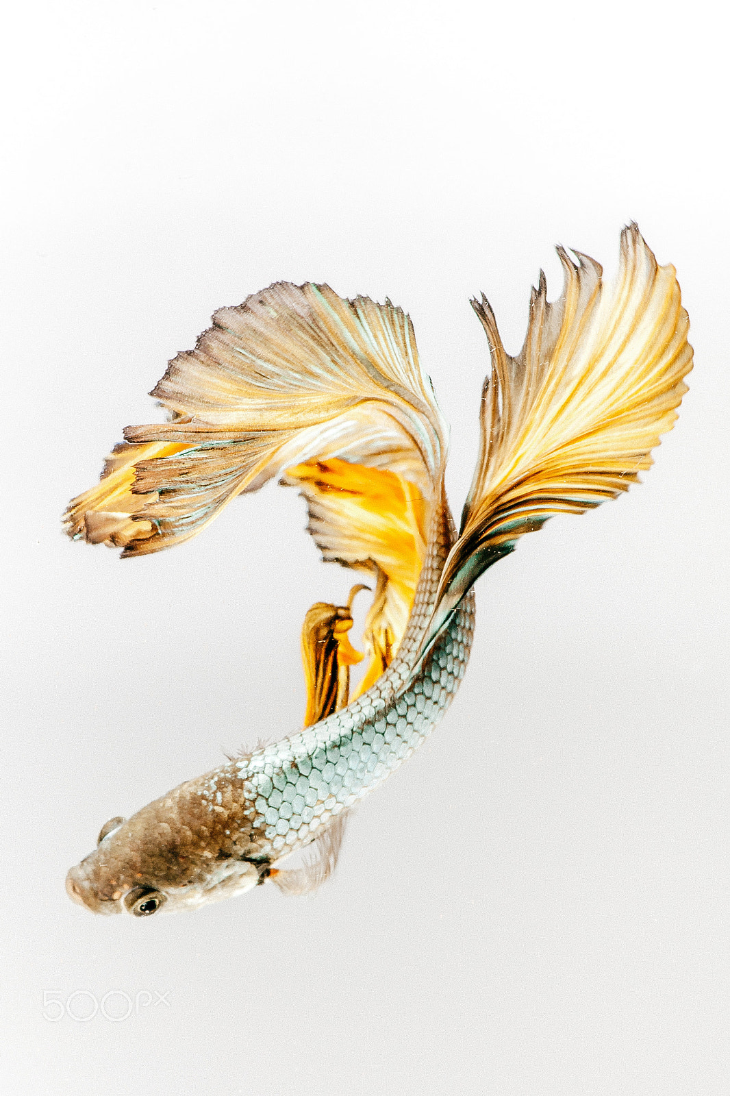 Pentax smc D-FA 100mm F2.8 Macro WR sample photo. Siamese fighting fish photography