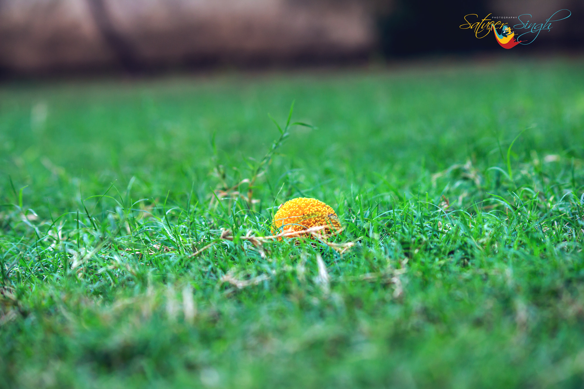 Canon EF-S 55-250mm F4-5.6 IS II sample photo. Https://www.facebook.com/satveersinghphotography photography