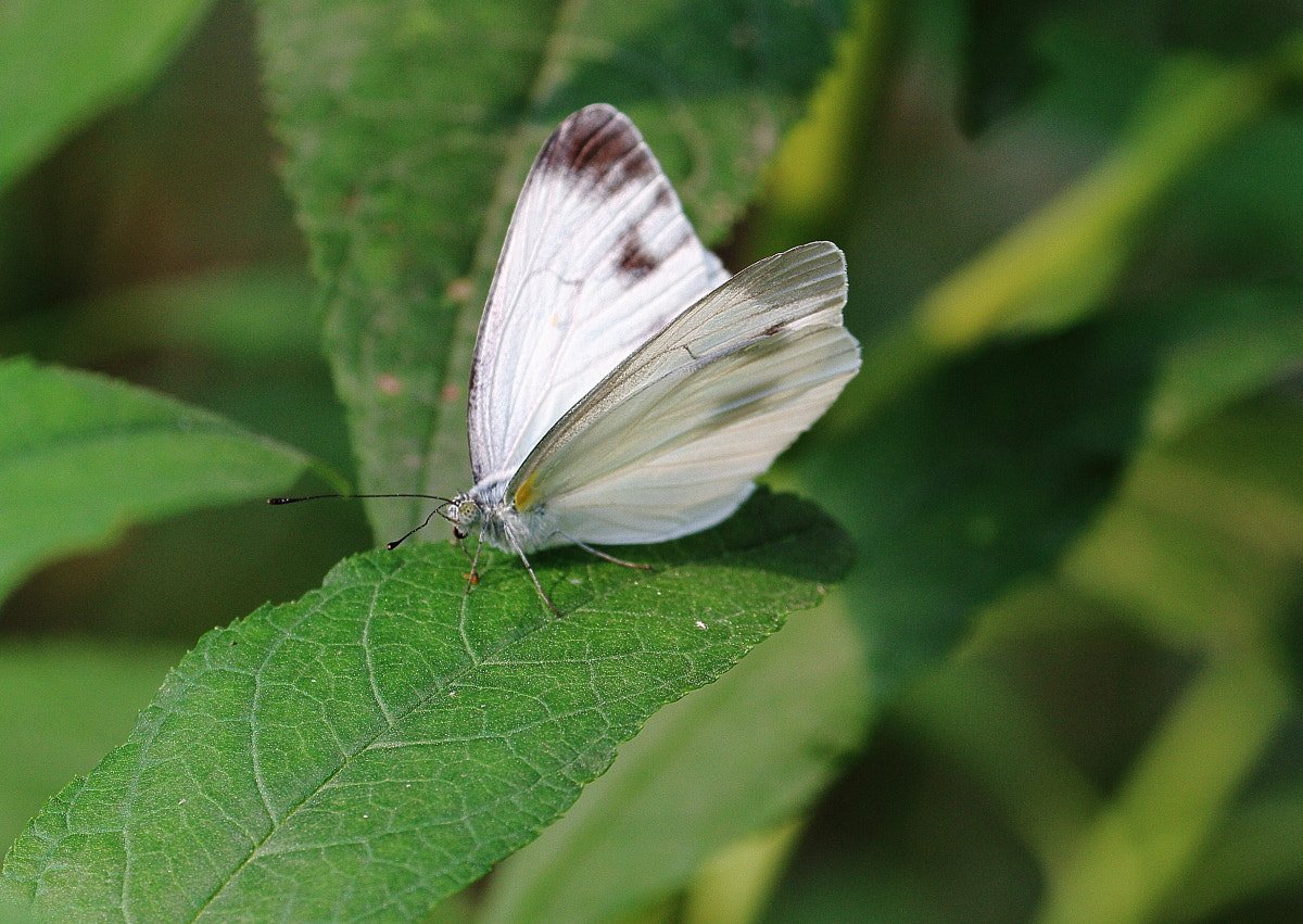 Canon EF 70-300mm F4-5.6L IS USM sample photo. White butterfly photography