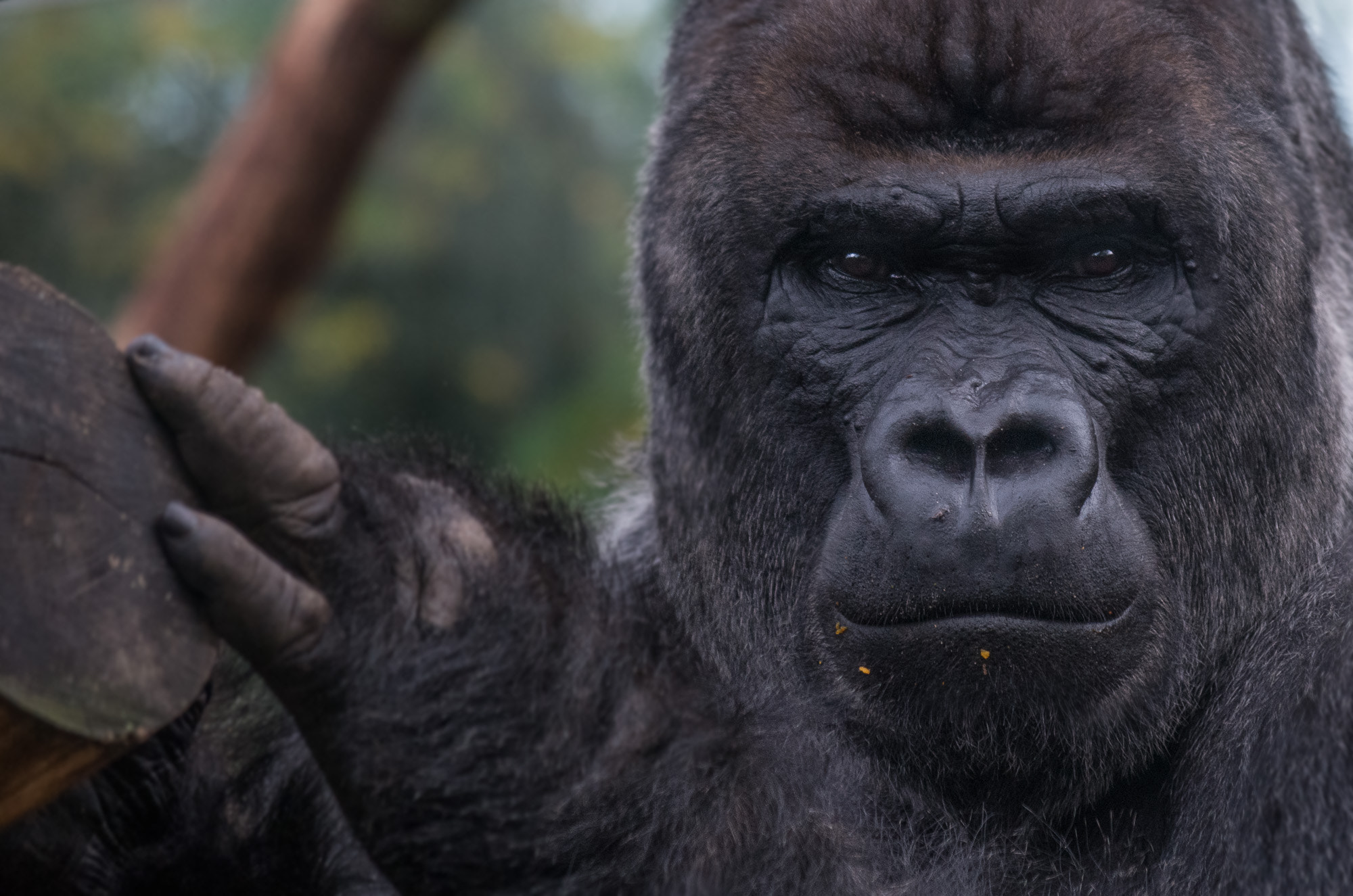 Pentax smc DA 50-200mm F4-5.6 ED WR sample photo. Gorilla in amsterdam photography
