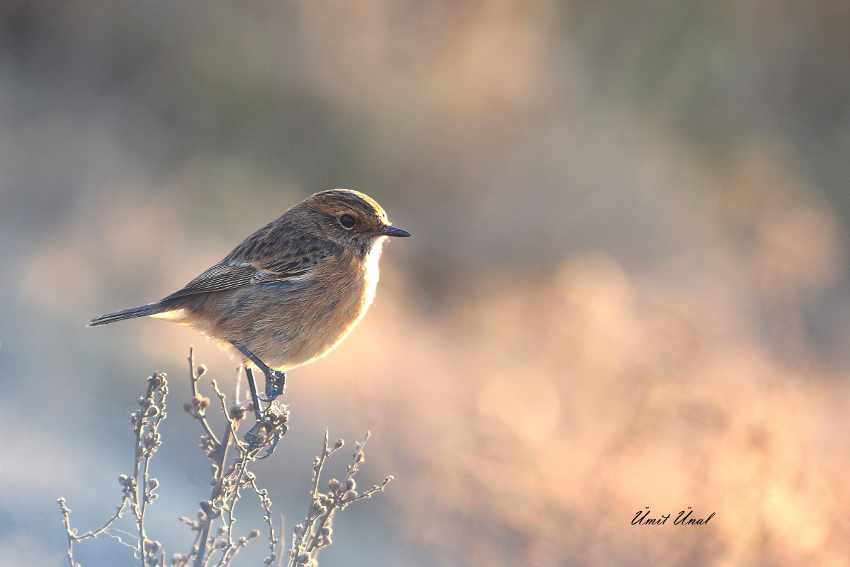 Canon EOS 40D + Canon EF 400mm F5.6L USM sample photo. European stonechat photography