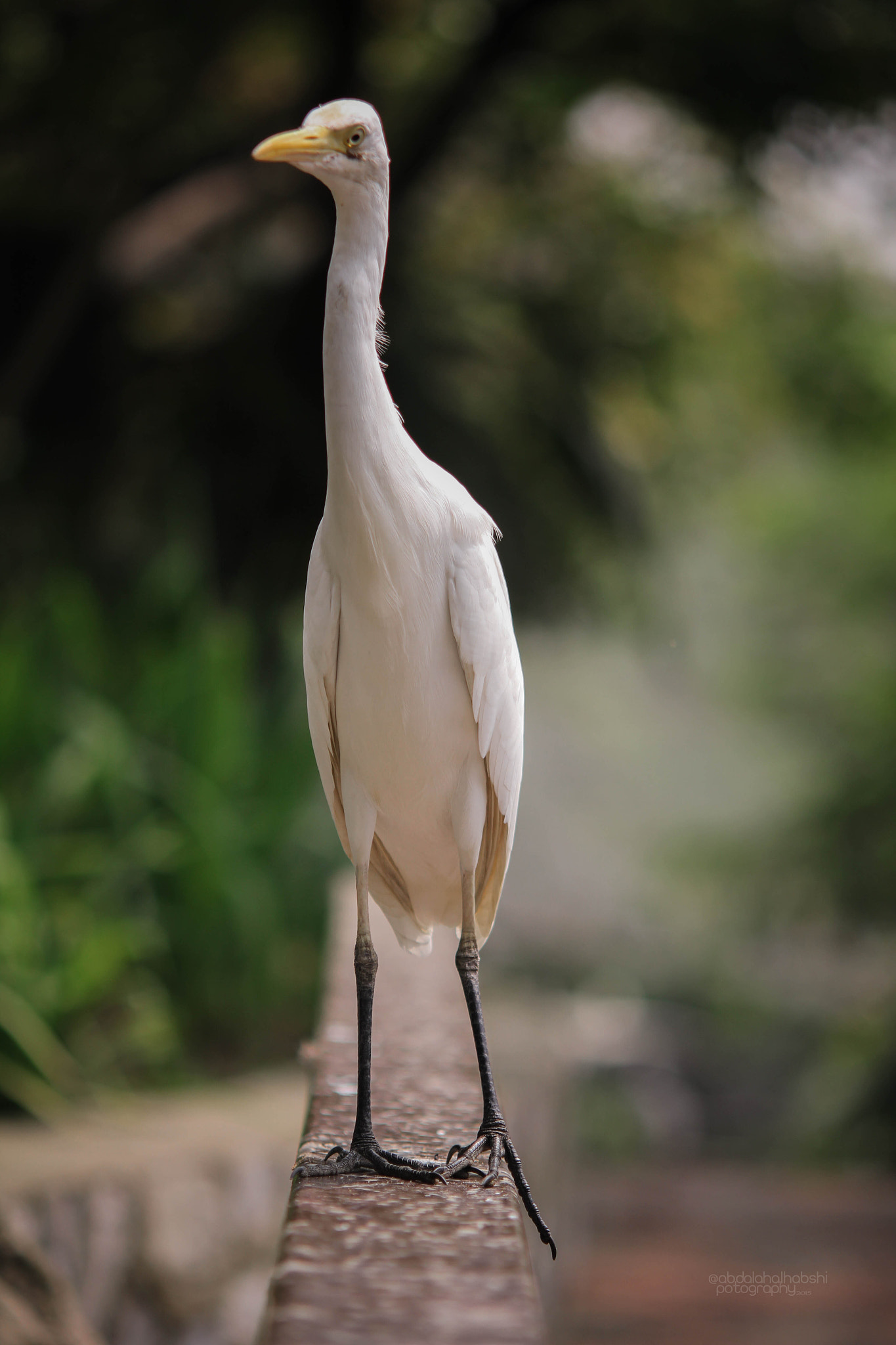 Sigma APO 50-150mm f/2.8 [II] EX DC HSM sample photo. جمال الطيور | the beauty of birds photography