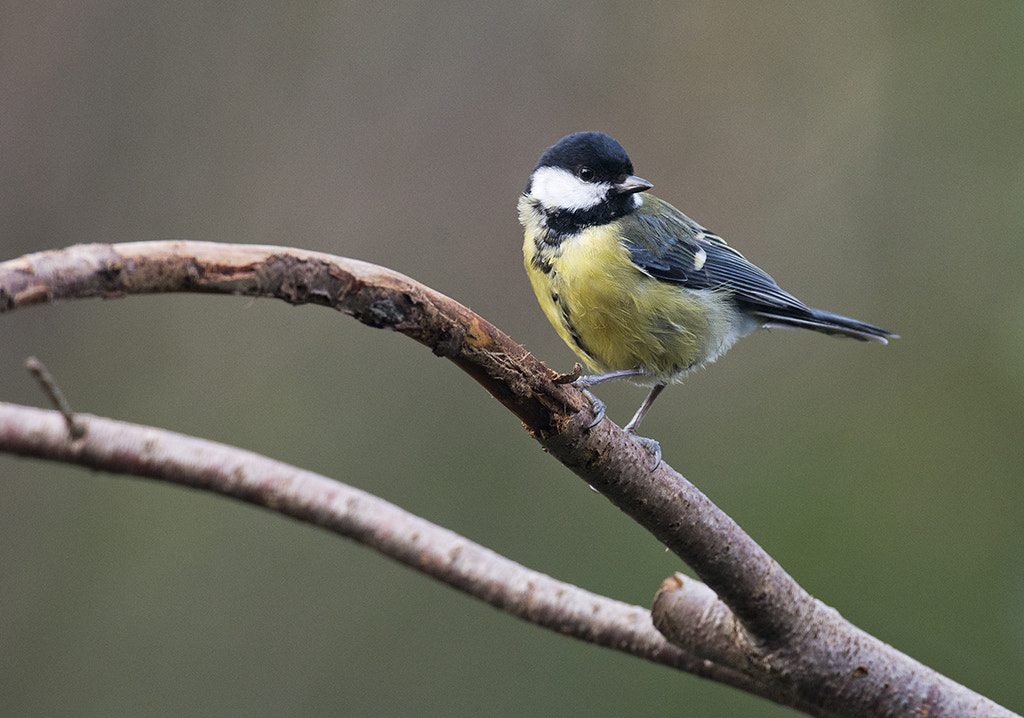 Nikon AF-S Nikkor 600mm F4D ED-IF II sample photo. Great tit photography