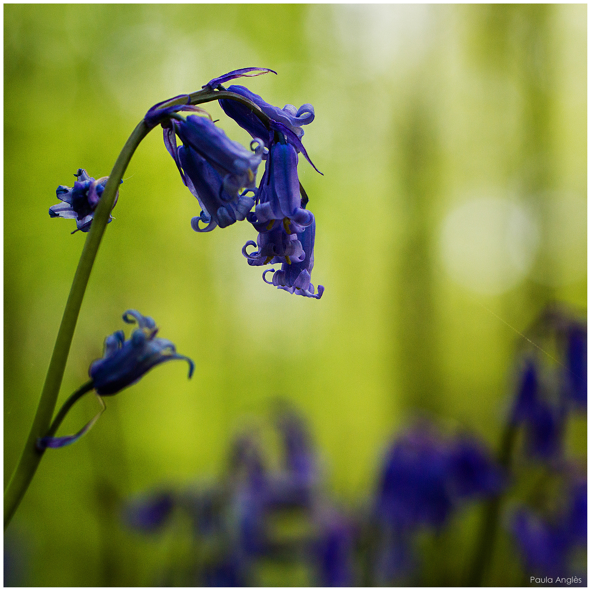 Sony SLT-A77 + 90mm F2.8 Macro SSM sample photo. Hallerbos photography