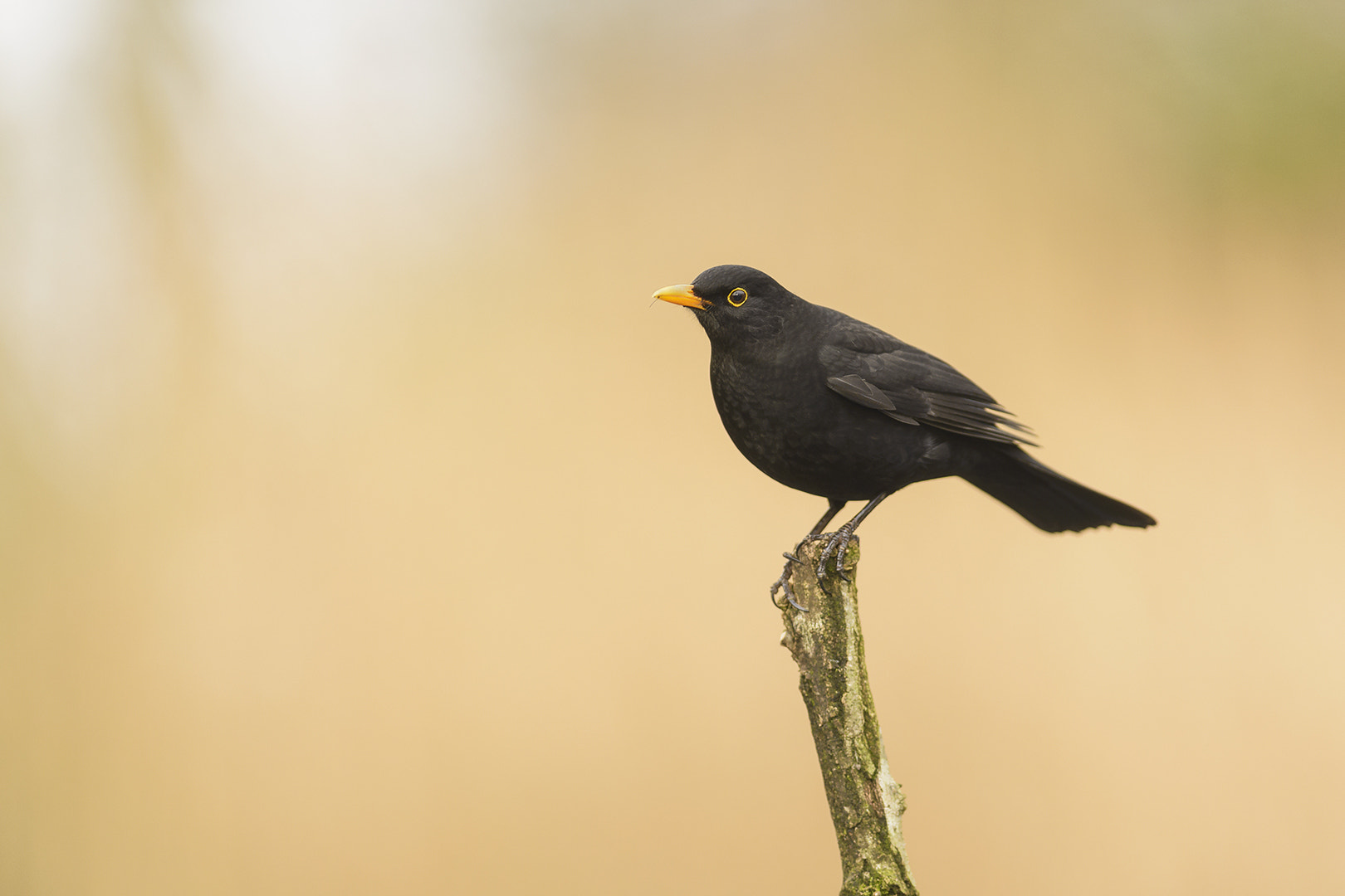 Nikon AF-S Nikkor 300mm F2.8G ED VR II sample photo. Blackbird photography