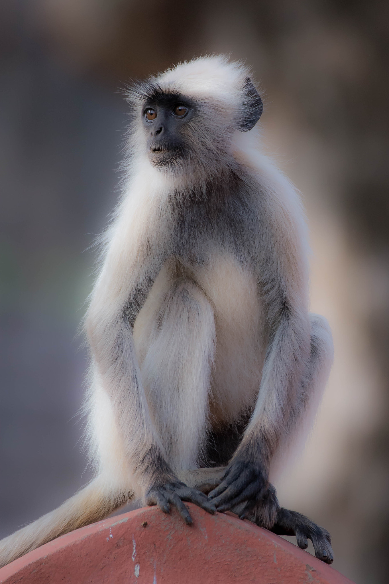 Nikon AF-S Nikkor 200-400mm F4G ED-IF VR sample photo. Friend from india photography