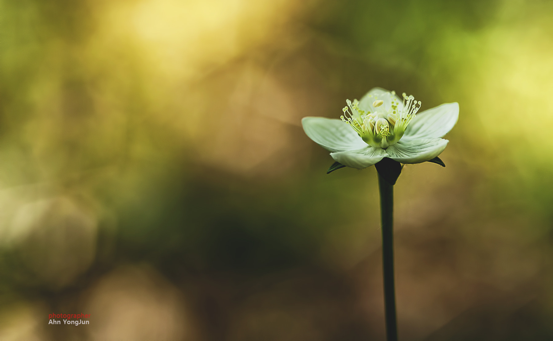 Nikon D3 + AF Micro-Nikkor 105mm f/2.8 sample photo. 물매화 한 송이 photography