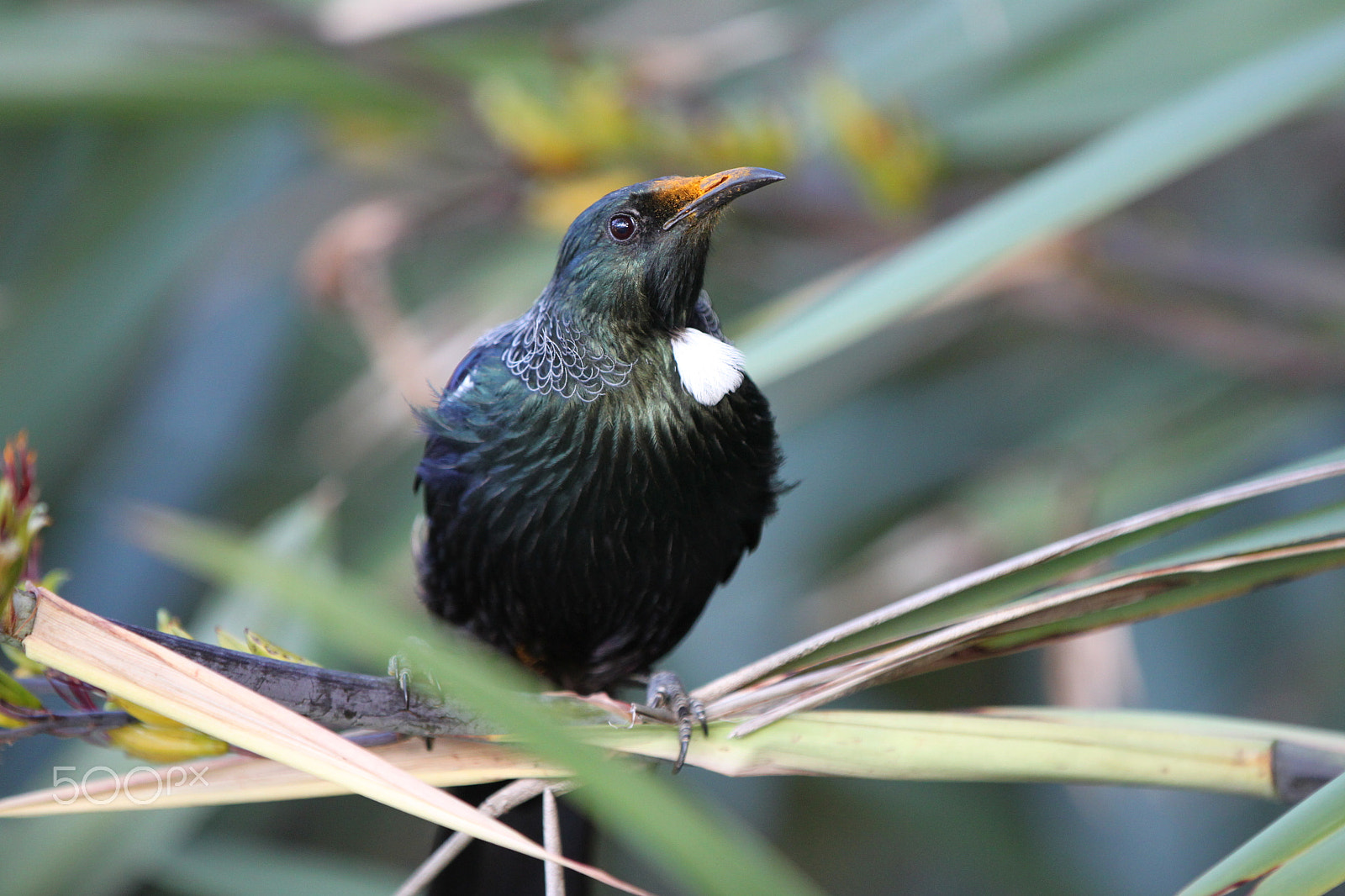 Canon EF 70-200mm F2.8L IS II USM sample photo. New zealand tui photography