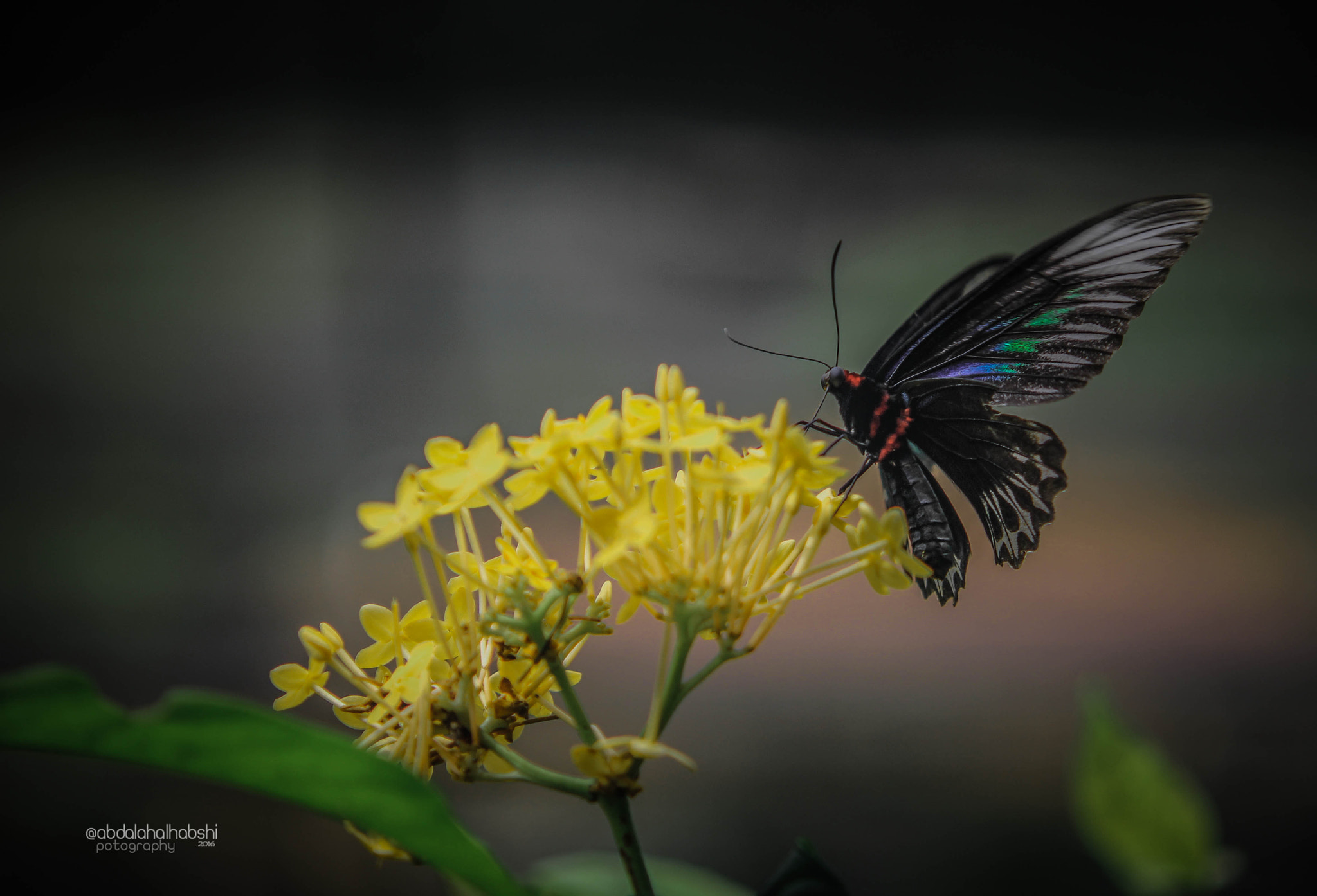 Sigma APO 50-150mm f/2.8 [II] EX DC HSM sample photo. الفراشة و الرحيق photography