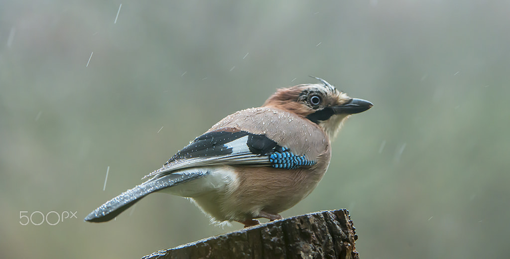 Nikon AF-S Nikkor 200-400mm F4G ED-IF VR sample photo. Rainy day photography