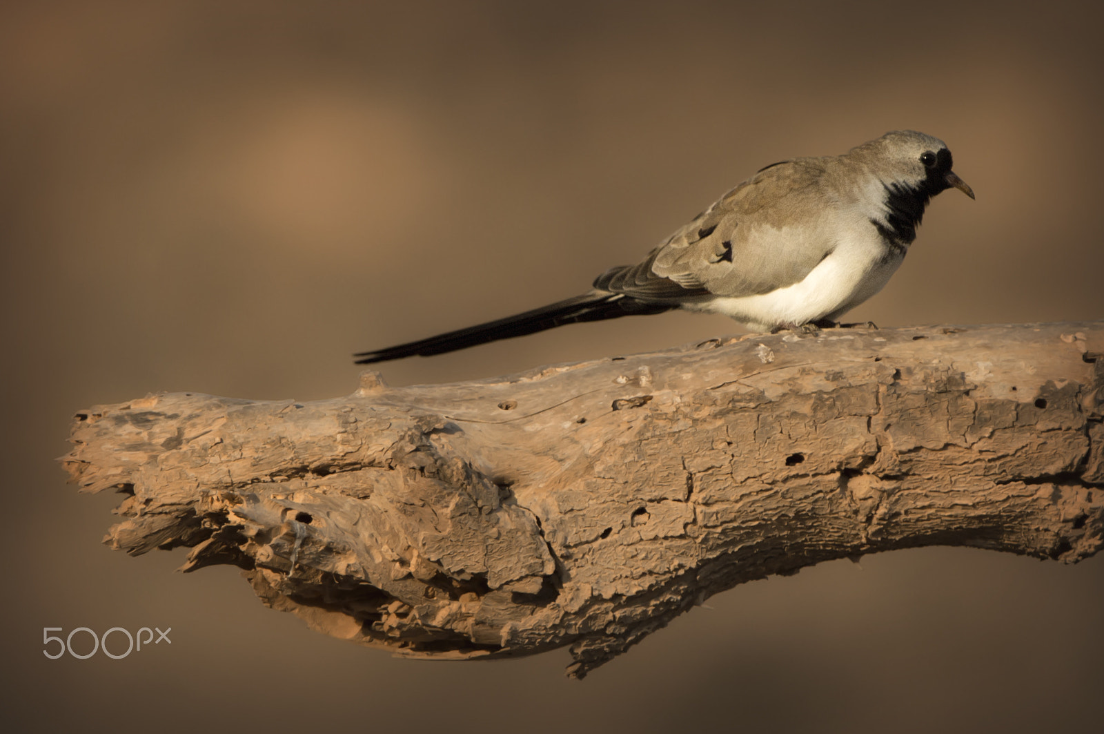 Nikon D4S sample photo. Namaqua dove photography