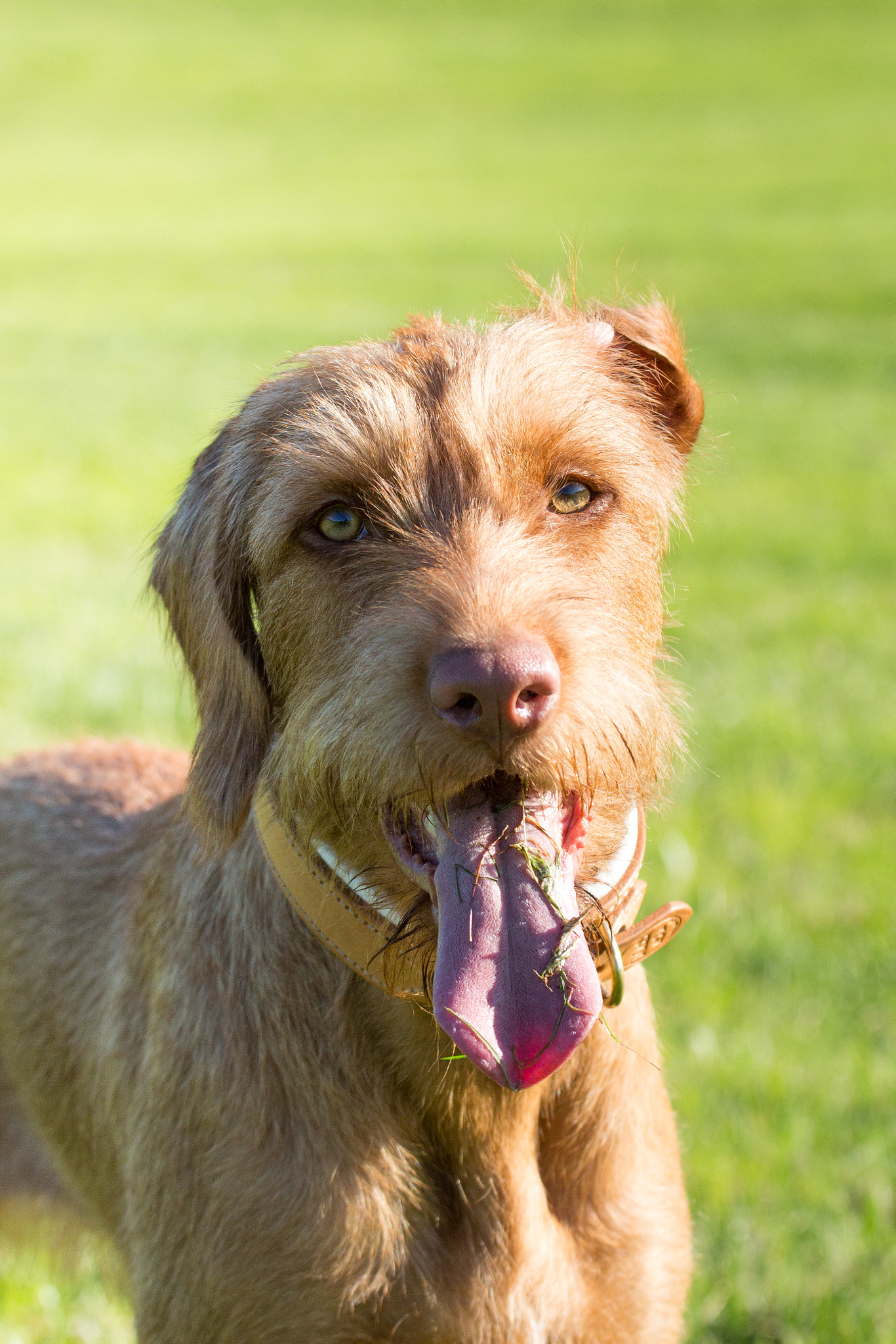 Canon EOS 100D (EOS Rebel SL1 / EOS Kiss X7) + Canon EF 70-200mm F4L IS USM sample photo. Wirehaired vizsla photography