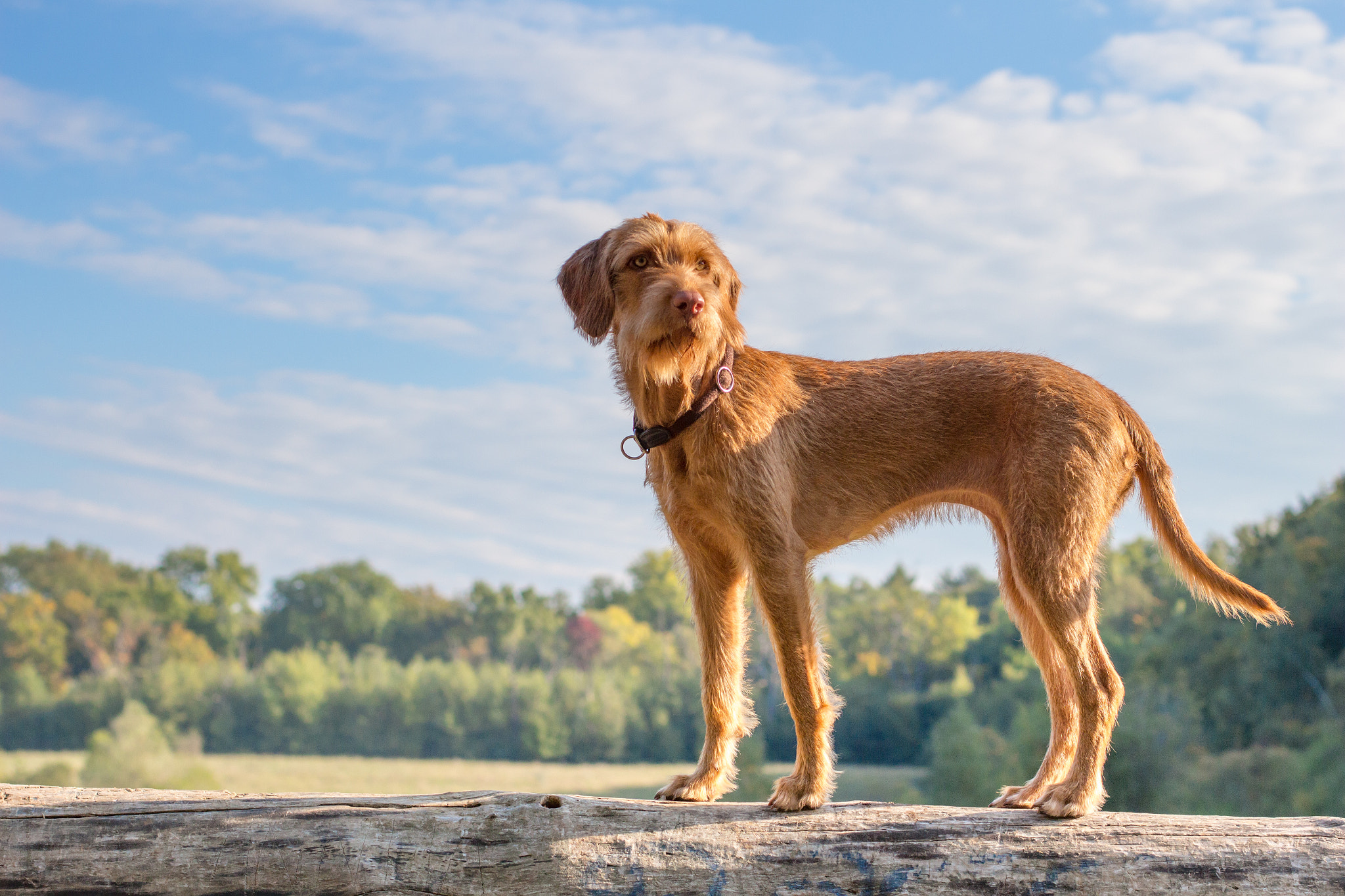 Canon EOS 100D (EOS Rebel SL1 / EOS Kiss X7) + Canon EF 50mm F1.4 USM sample photo. Wirehaired vizsla photography