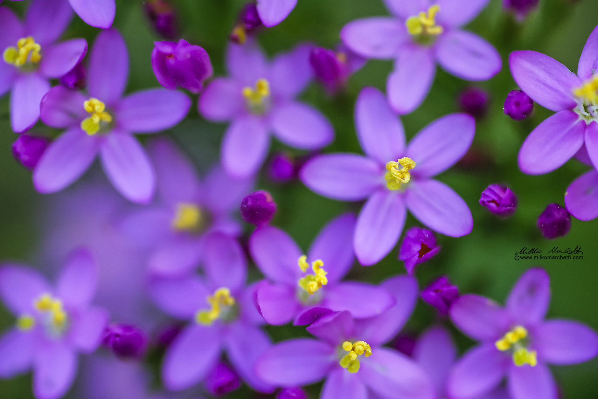 Canon EOS-1D X + Tamron SP AF 90mm F2.8 Di Macro sample photo. Pink photography