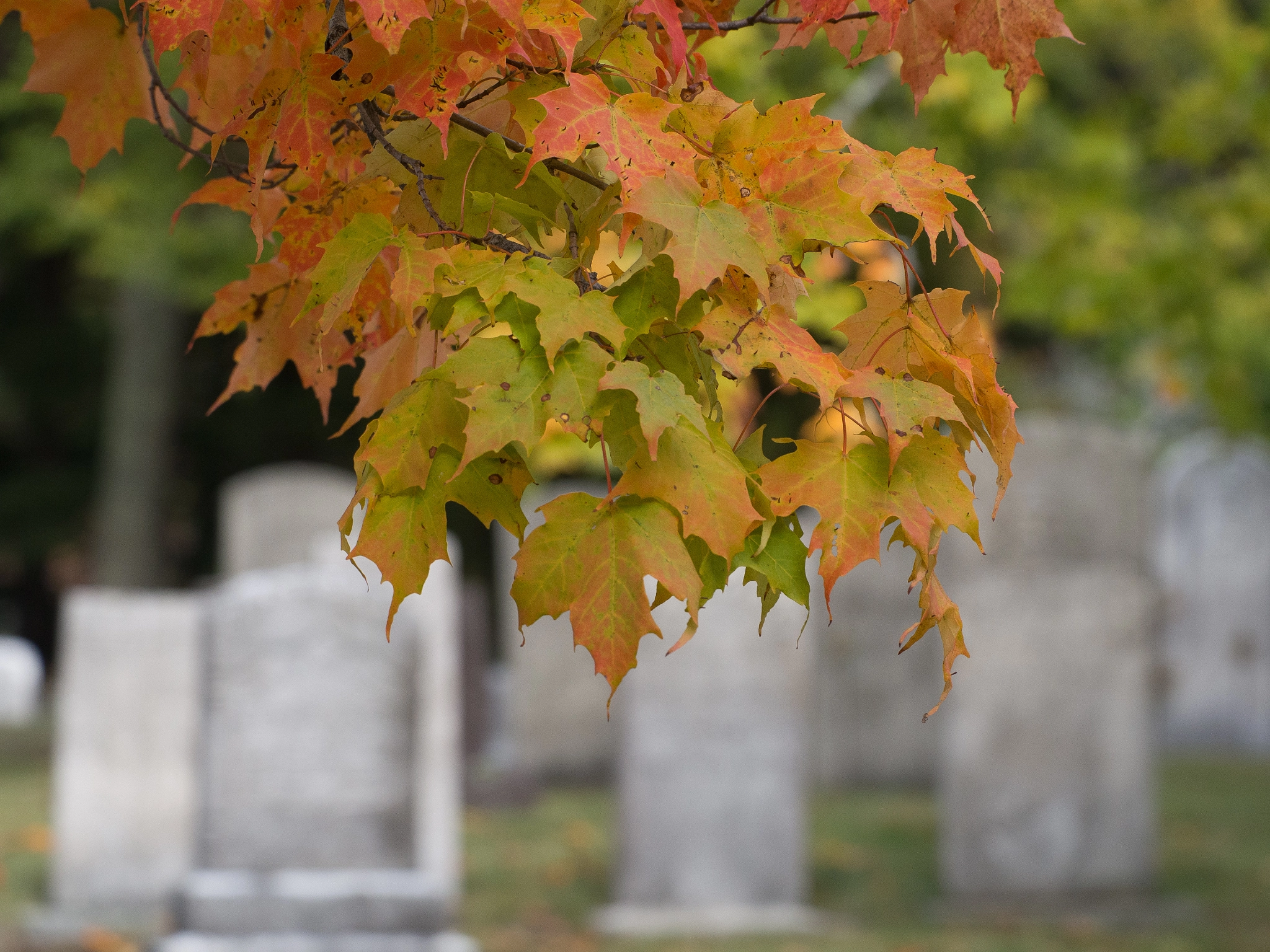 Olympus PEN E-P5 sample photo. Smithville cemetery photography