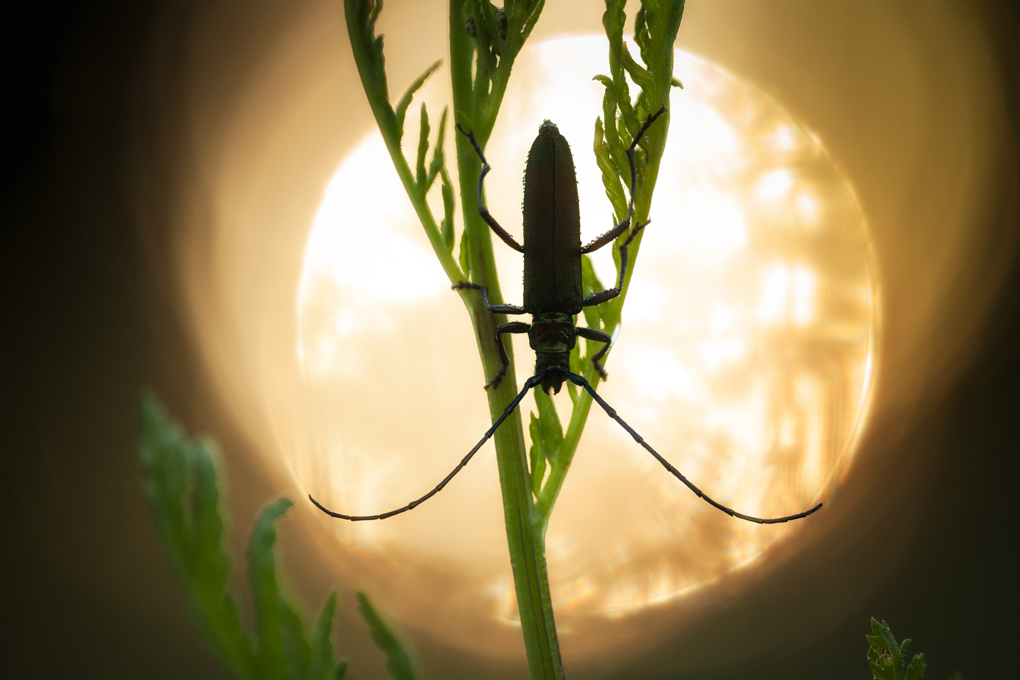 Canon EF 180mm F3.5L Macro USM sample photo. Aromia sunrise photography