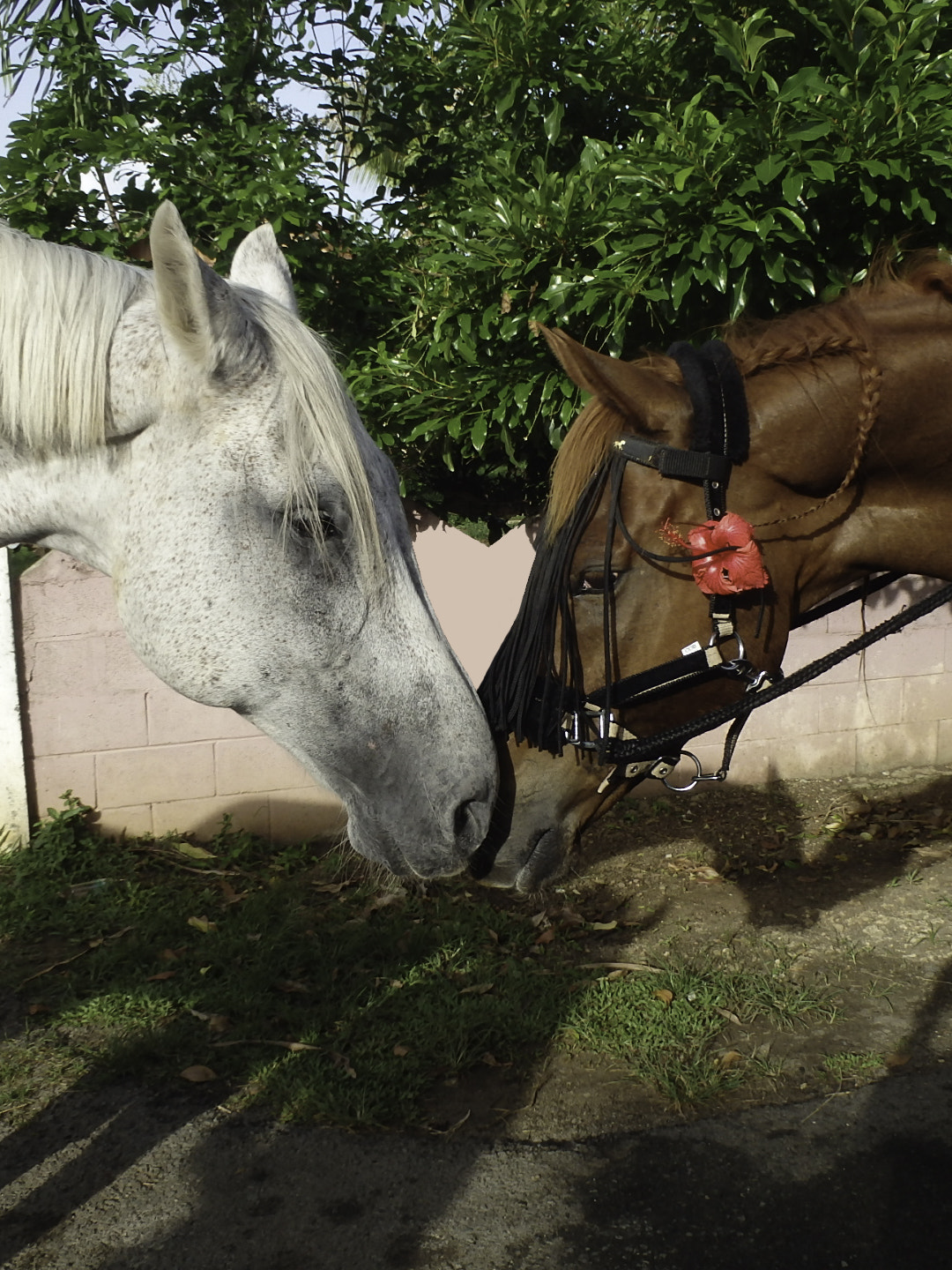 Olympus TG-830 sample photo. Horses background wall heart photography