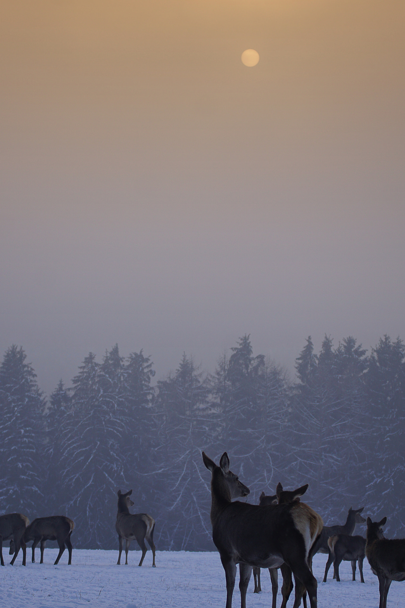 Tamron SP 70-300mm F4-5.6 Di USD sample photo. Waiting for the sunset photography