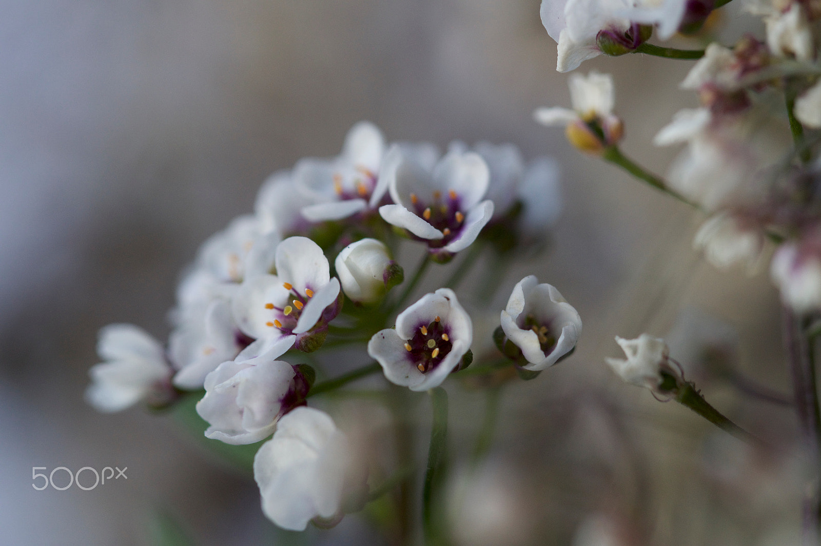 Sony SLT-A58 + 90mm F2.8 Macro SSM sample photo. Winter flowers.jpeg photography