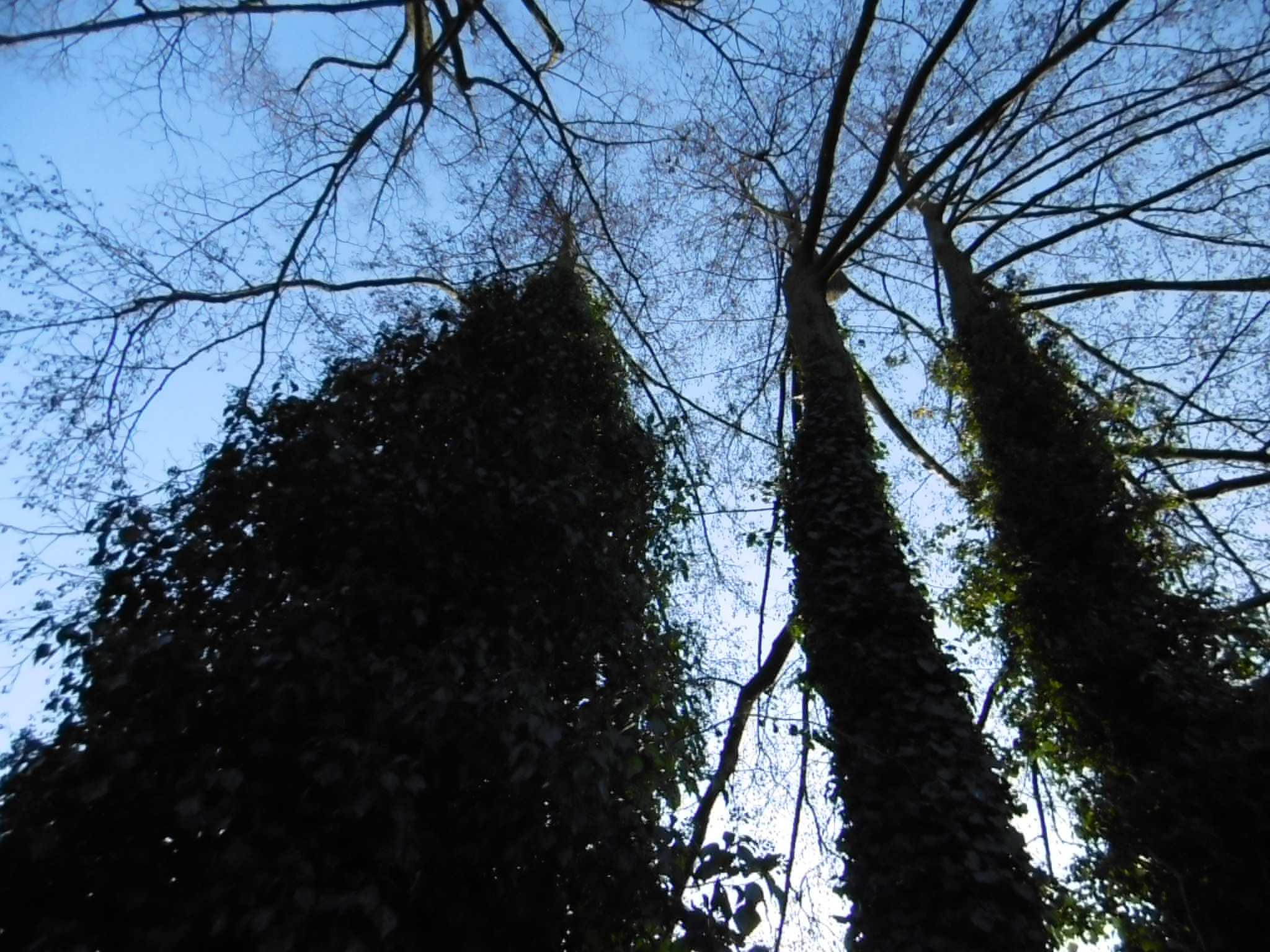 Panasonic DMC-SZ10 sample photo. 23509297443.jpg photography